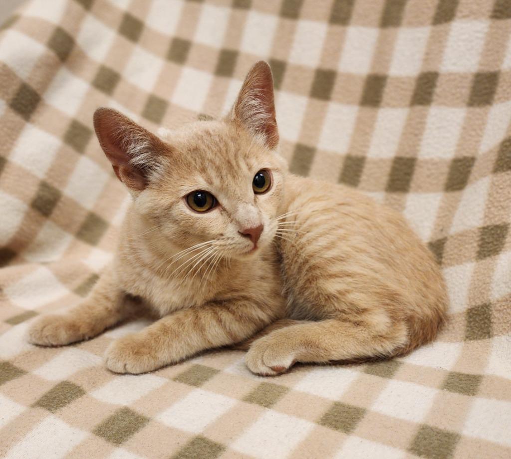 Brooks, Adoptable, Kitten Male Domestic Short Hair.