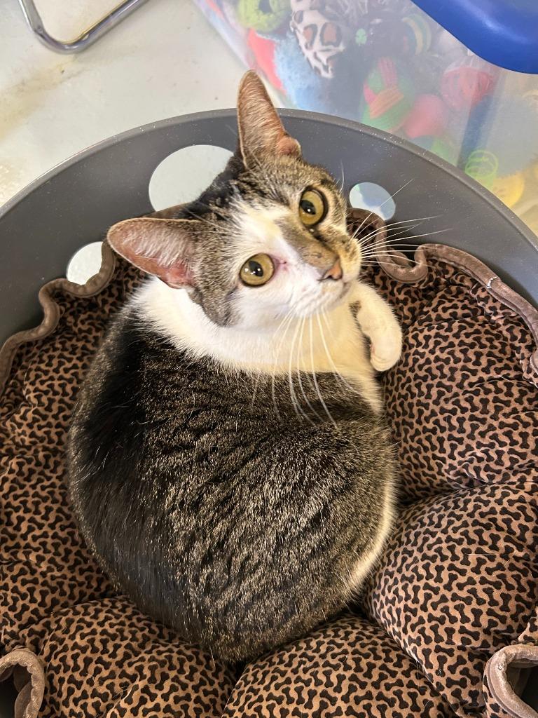 Clover, a Adoptable mixed breed in Blountville, TN image 1/4