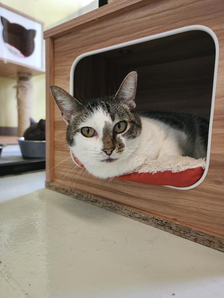 Clover, a Adoptable mixed breed in Blountville, TN image 2/4