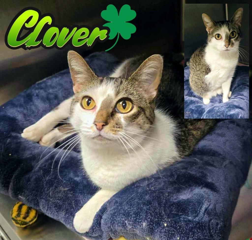 Enlarge Clover, a Adoptable mixed breed in Blountville, TN image 2/4