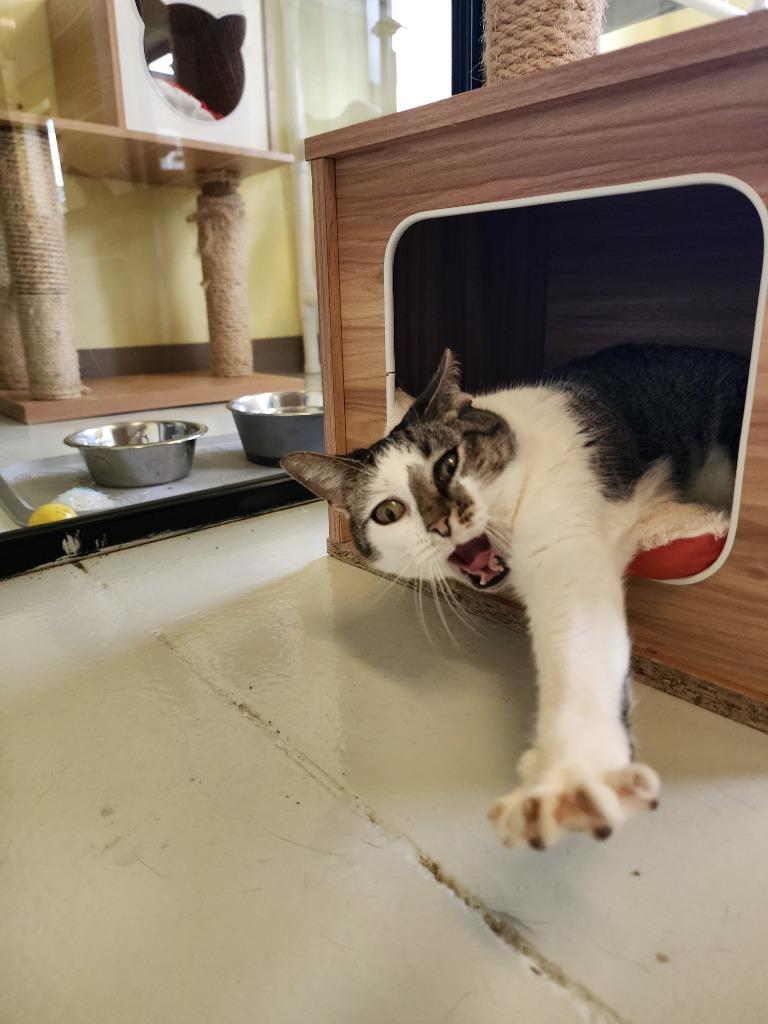 Clover, a Adoptable mixed breed in Blountville, TN image 4/4