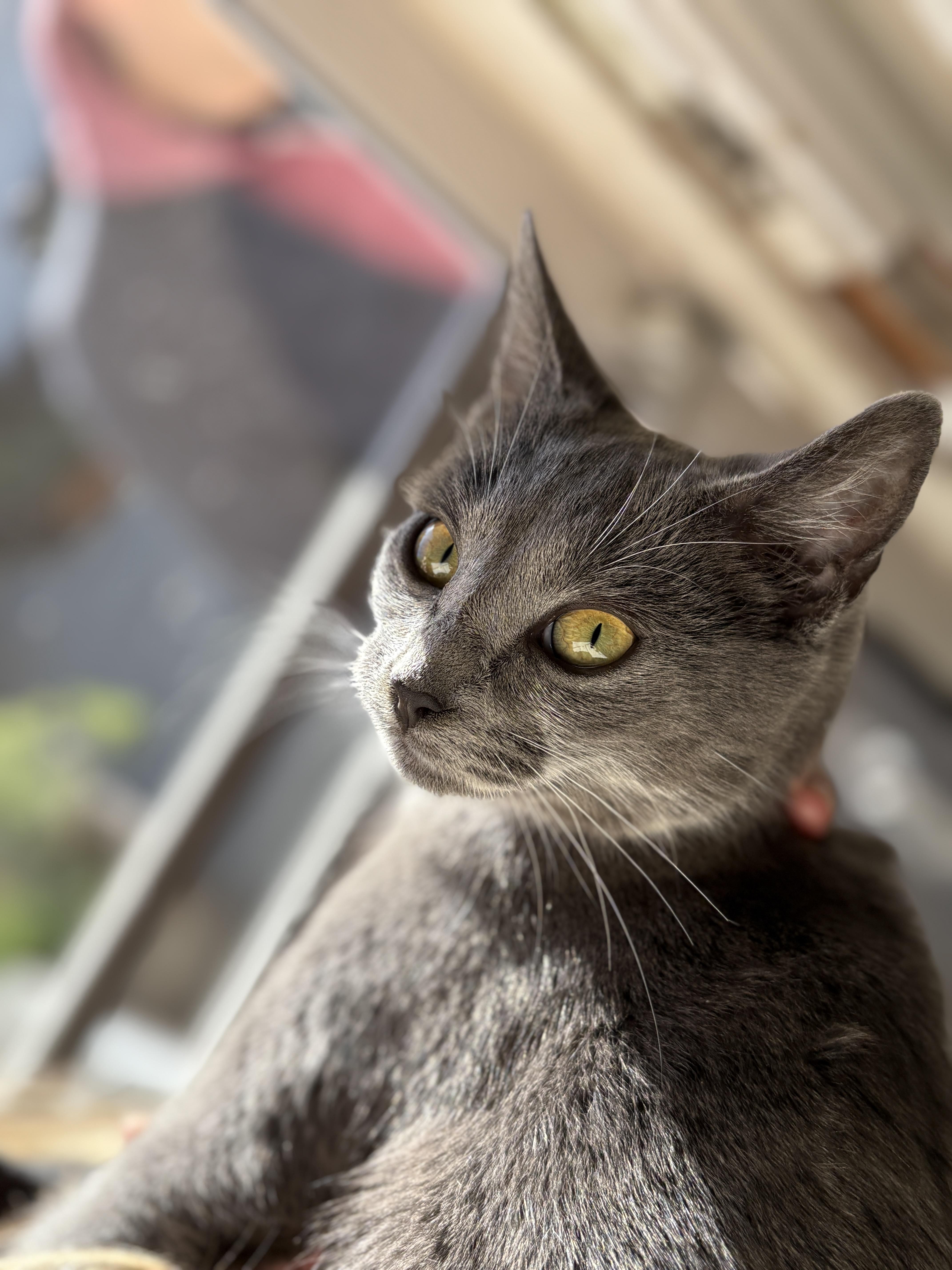 Enlarge Twyla , a ADOPTABLE mixed breed in Pacific Palisades, CA image 2/6