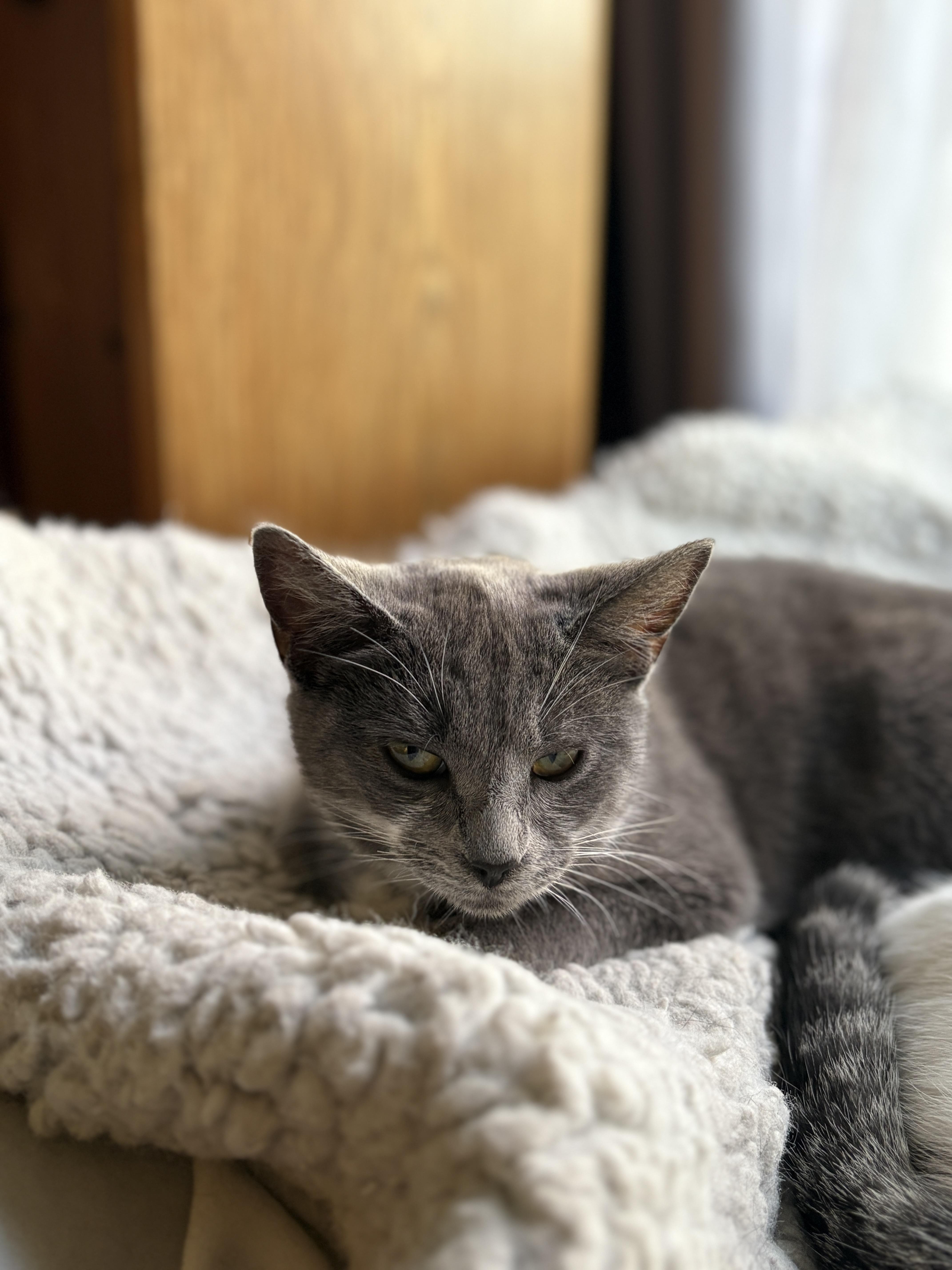 Enlarge Twyla , a ADOPTABLE mixed breed in Pacific Palisades, CA image 3/6