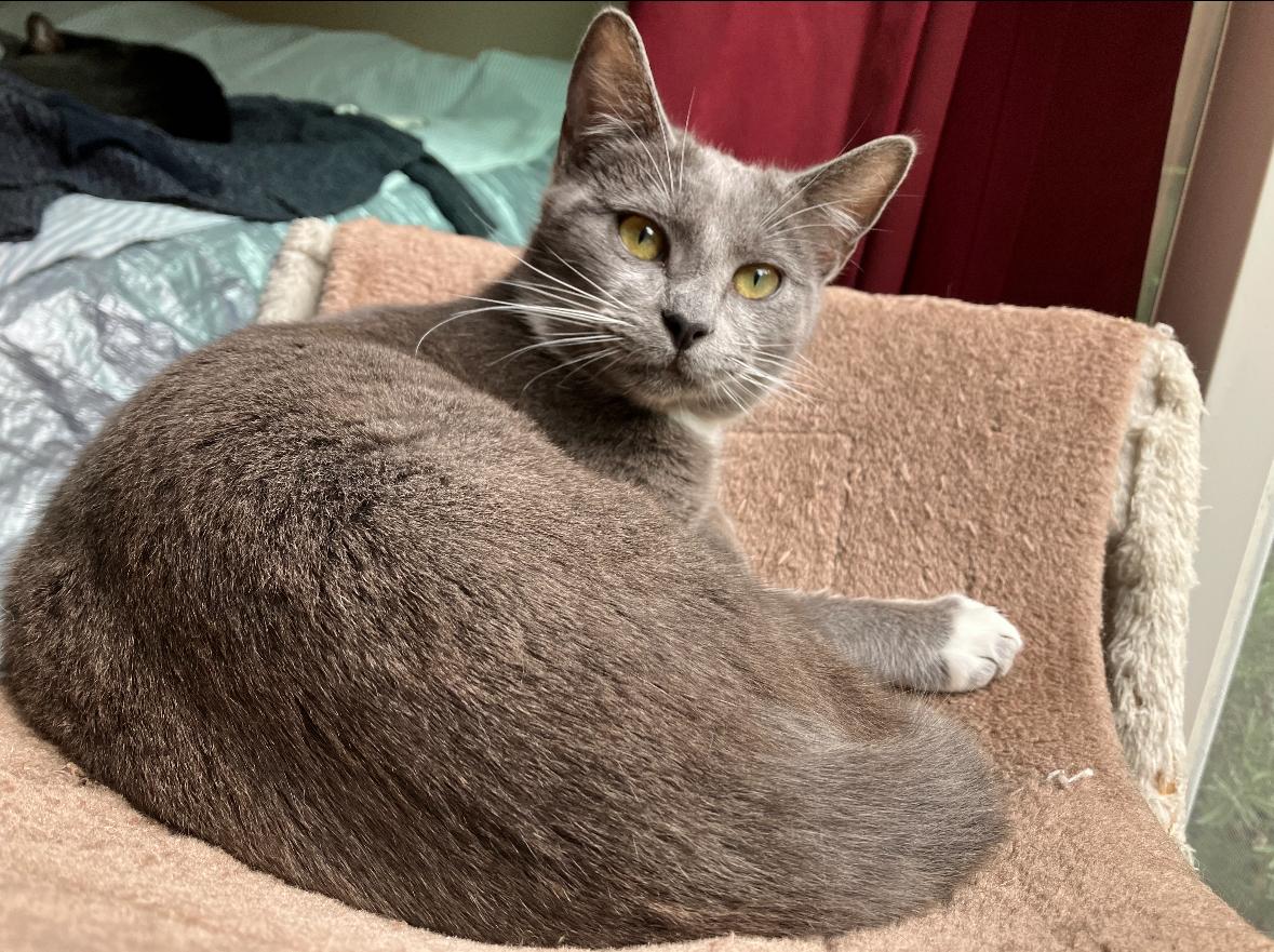 Enlarge Twyla , a ADOPTABLE mixed breed in Pacific Palisades, CA image 6/6