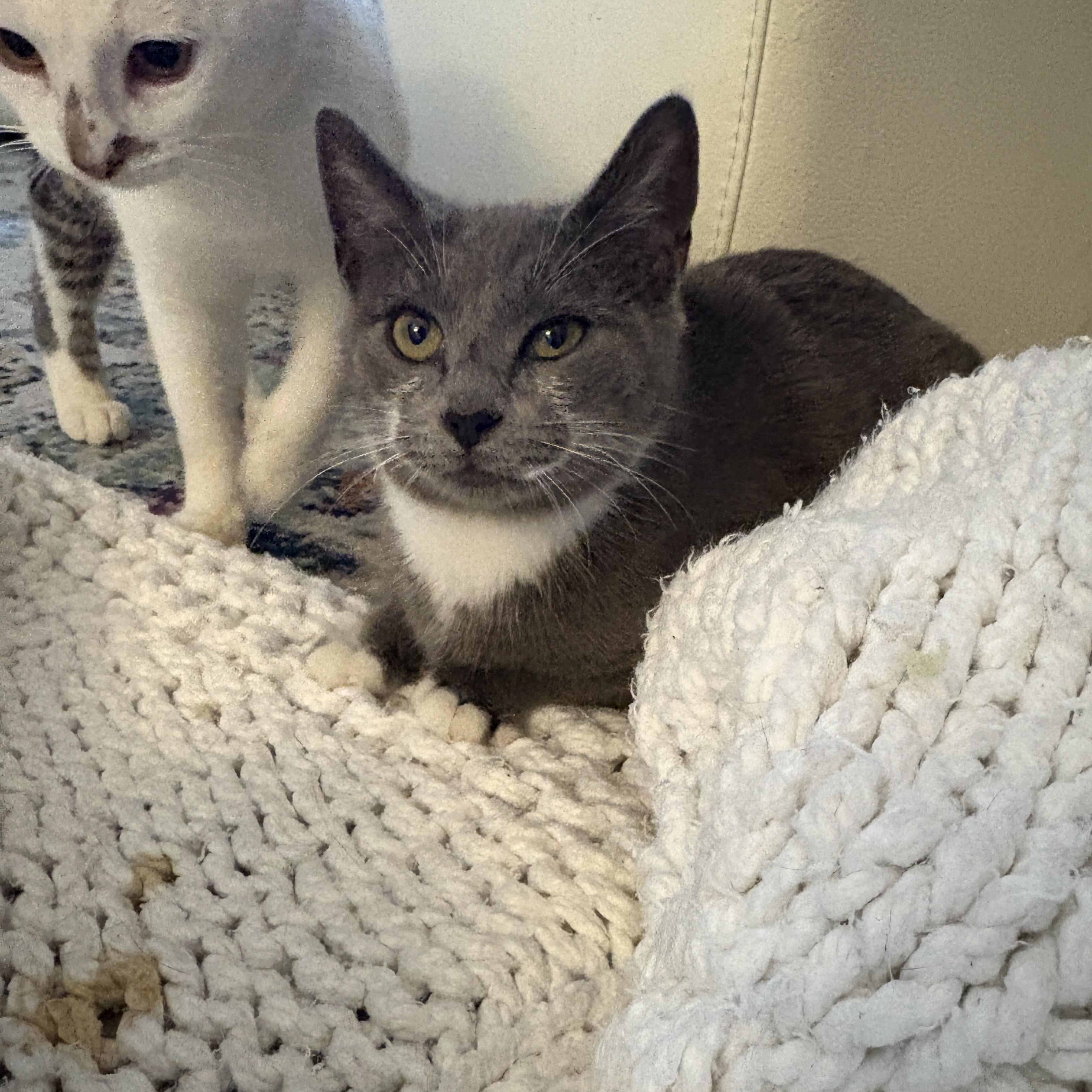 Enlarge Twyla , a ADOPTABLE mixed breed in Pacific Palisades, CA image 4/6