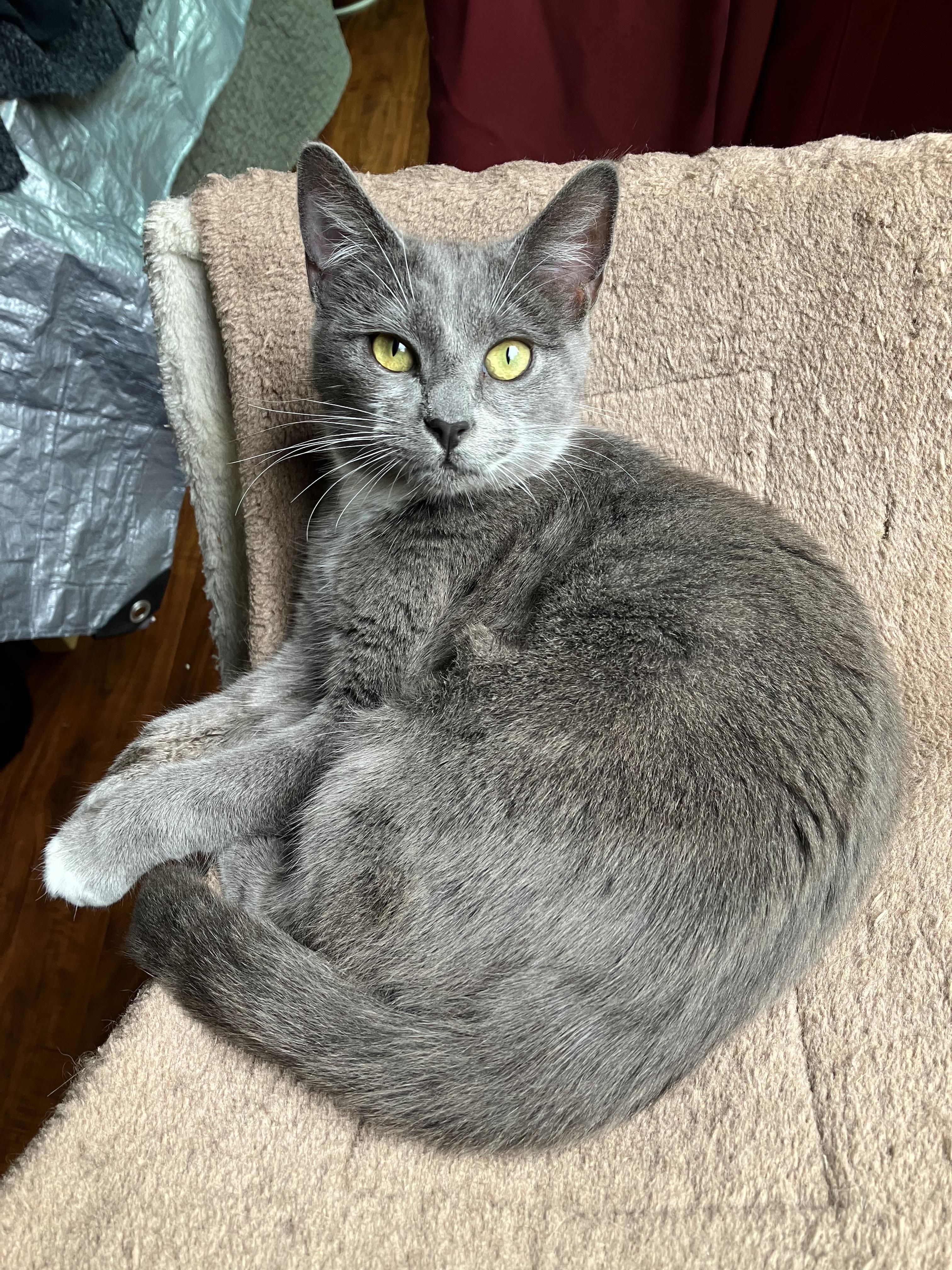 Twyla , ADOPTABLE, Young Female Domestic Short Hair & Russian Blue.