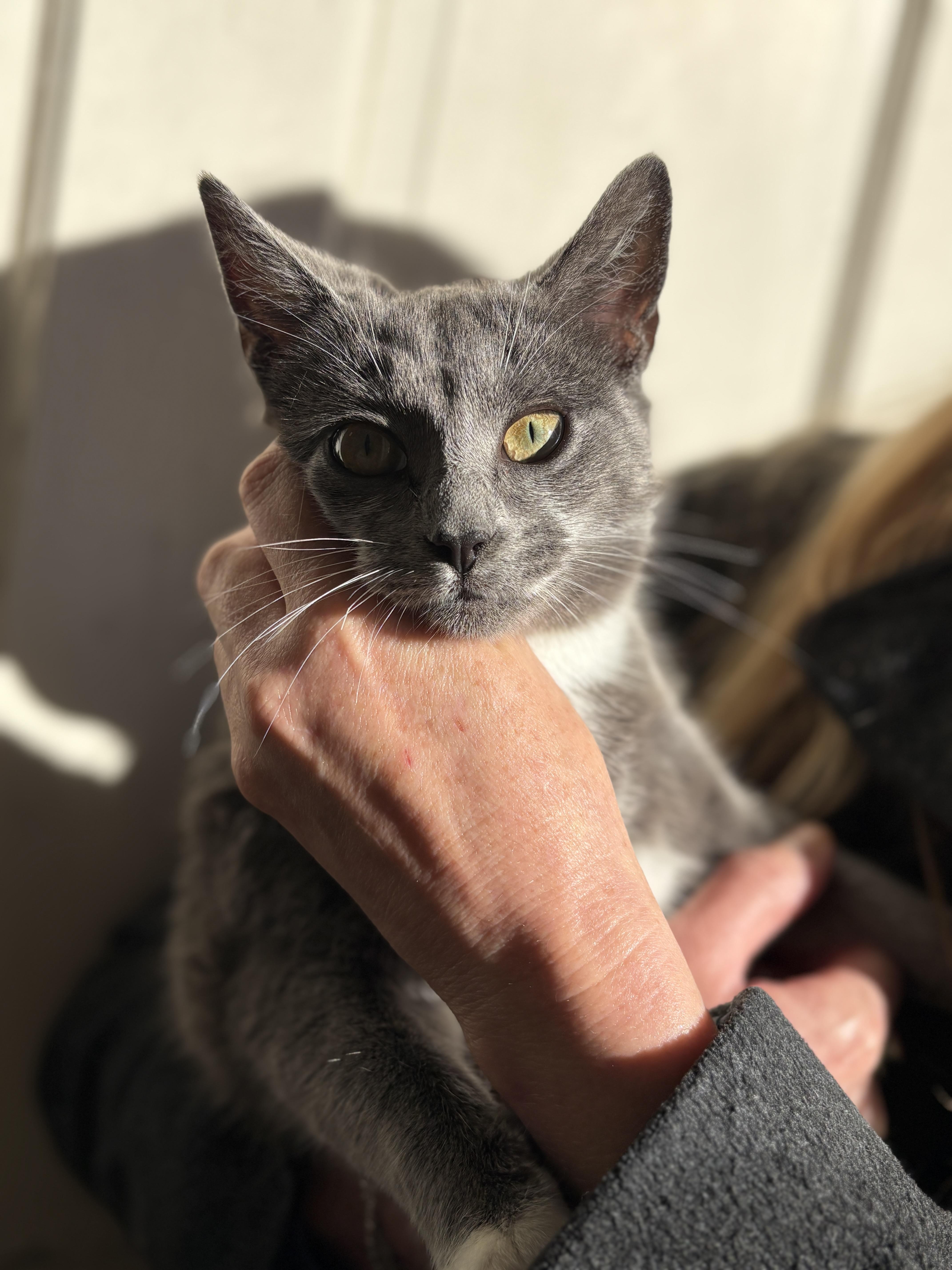 Enlarge Twyla , a ADOPTABLE mixed breed in Pacific Palisades, CA image 5/6