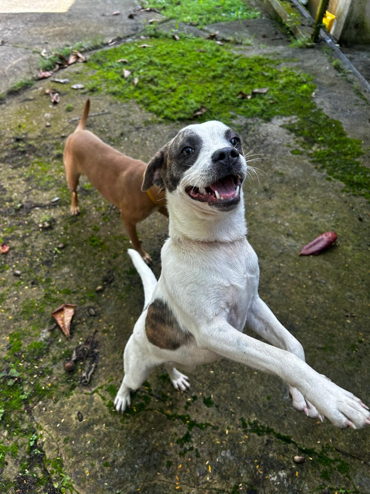 Enlarge Azúcar (Sugar), a Adoptable mixed breed in Pittsfield, MA image 6/6