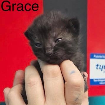 Grace, Adoptable, Kitten Female Domestic Short Hair.
