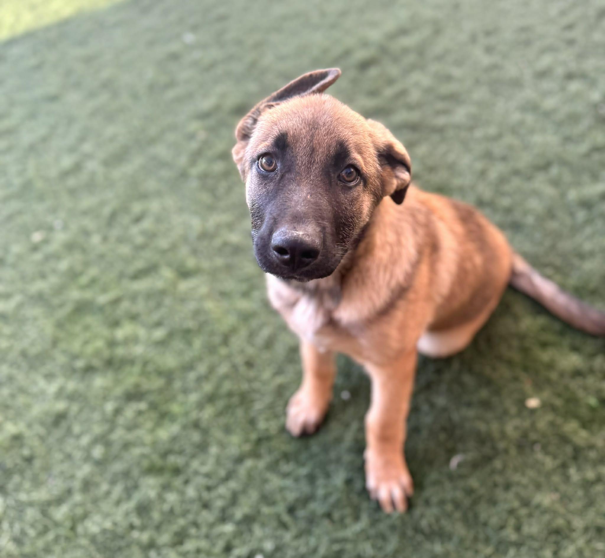 Enlarge Boo Boo, a ADOPTABLE mixed breed in PHOENIX, AZ image 2/5