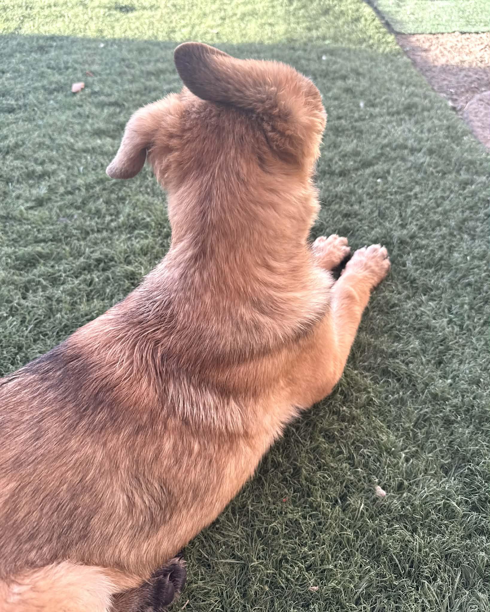 Enlarge Boo Boo, a ADOPTABLE mixed breed in PHOENIX, AZ image 3/5