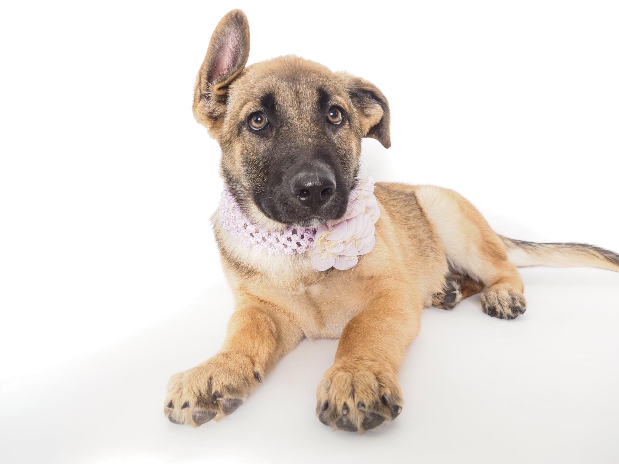 Boo Boo, ADOPTABLE, Puppy Female Shepherd & German Shepherd Dog.