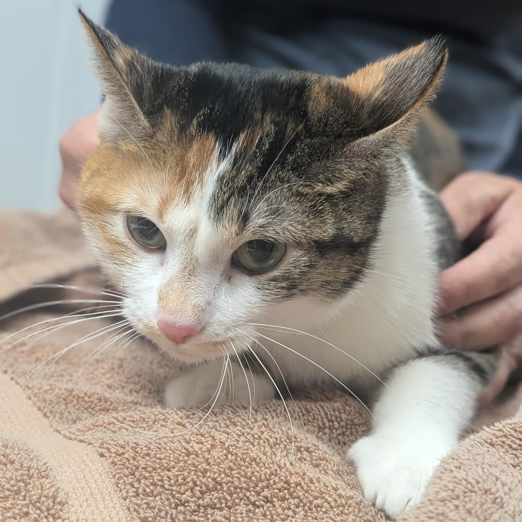 Callie, Adoptable, Young Female Domestic Short Hair.