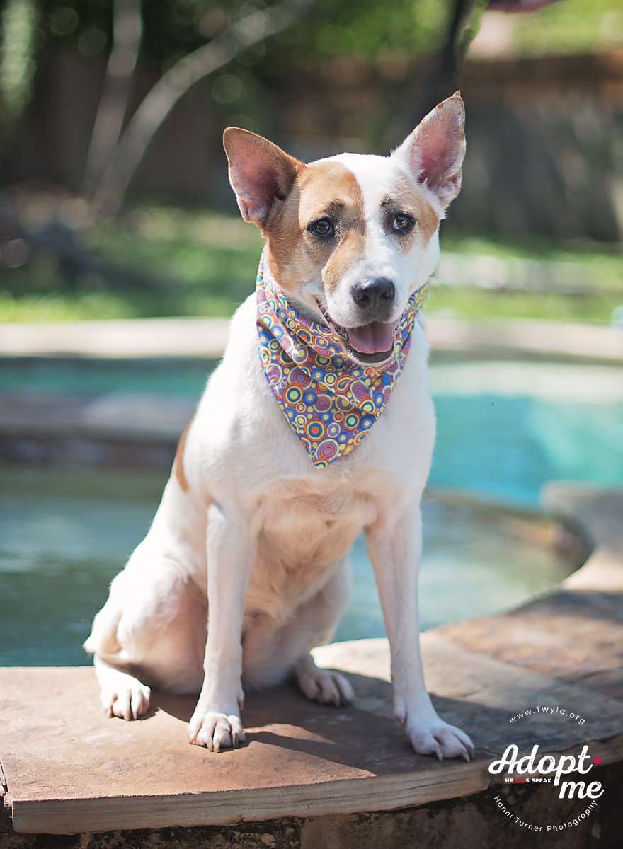 Crissy, a Adoptable mixed breed in Kingwood, TX image 5/6