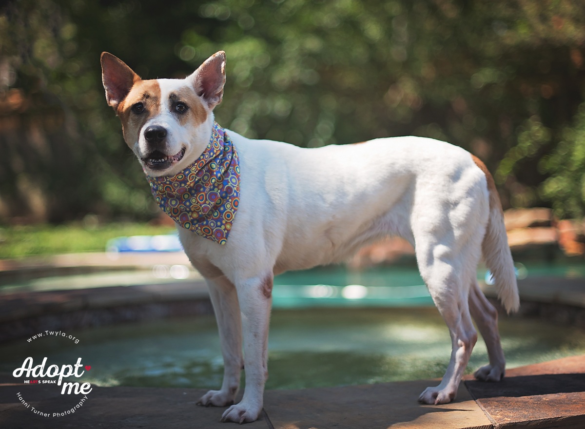Crissy, a Adoptable mixed breed in Kingwood, TX image 4/6