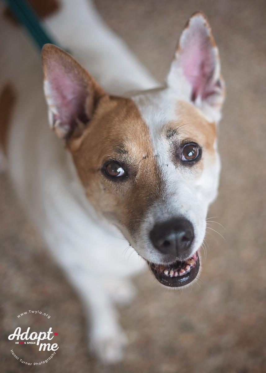 Crissy, Adoptable, Adult Female Labrador Retriever & Australian Cattle Dog / Blue Heeler.