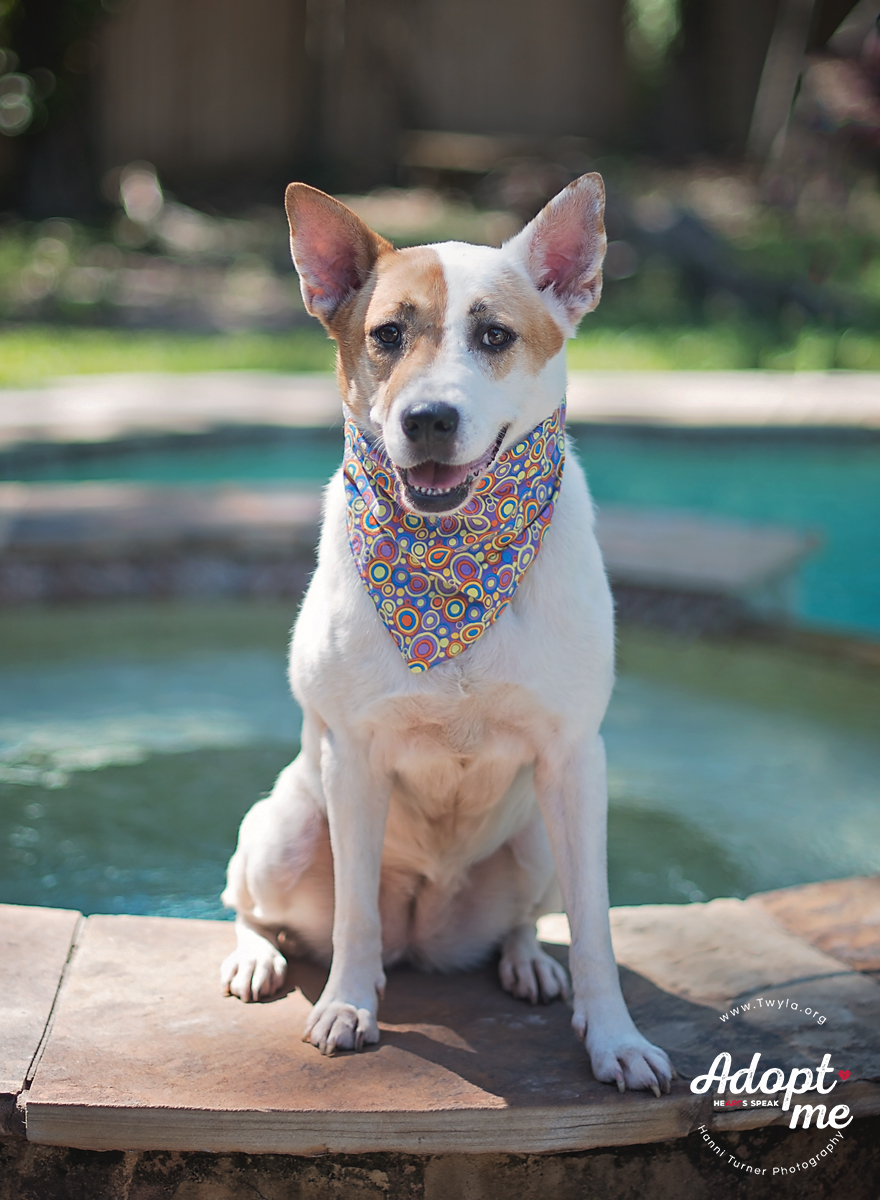 Crissy, a Adoptable mixed breed in Kingwood, TX image 3/6