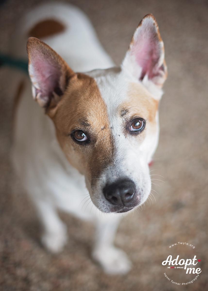 Crissy, a Adoptable mixed breed in Kingwood, TX image 6/6