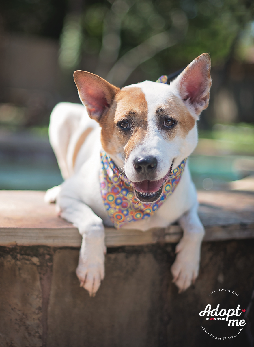 Crissy, a Adoptable mixed breed in Kingwood, TX image 2/6