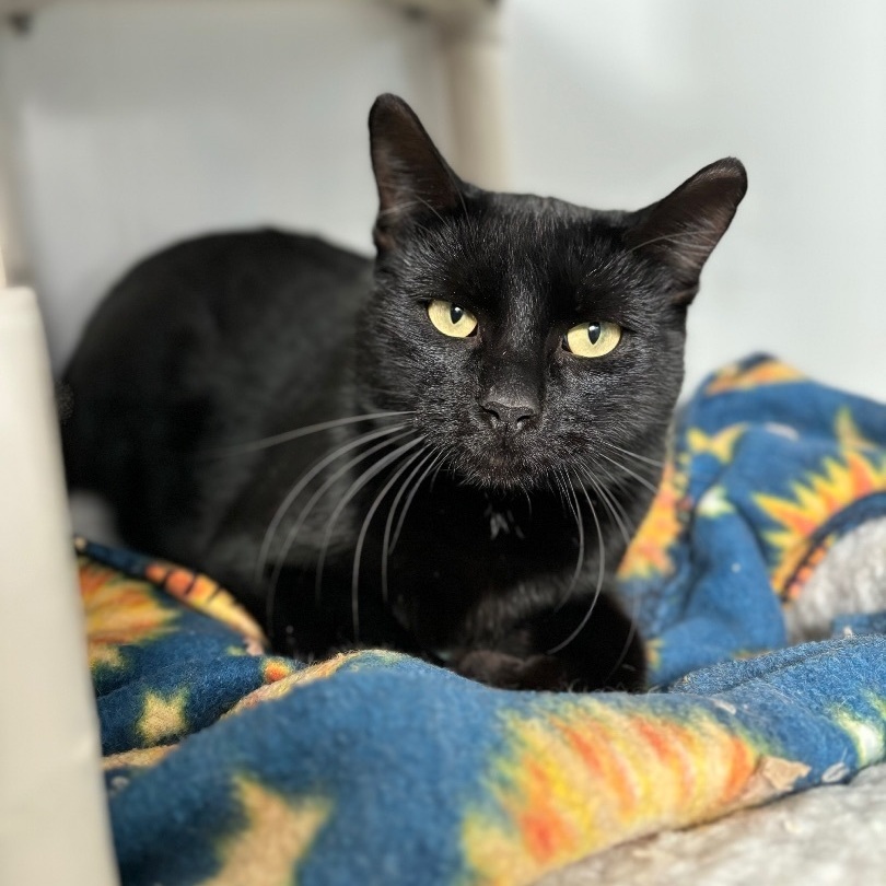 Ezra, a Adoptable Domestic Short Hair in Richland Center, WI image 1/2