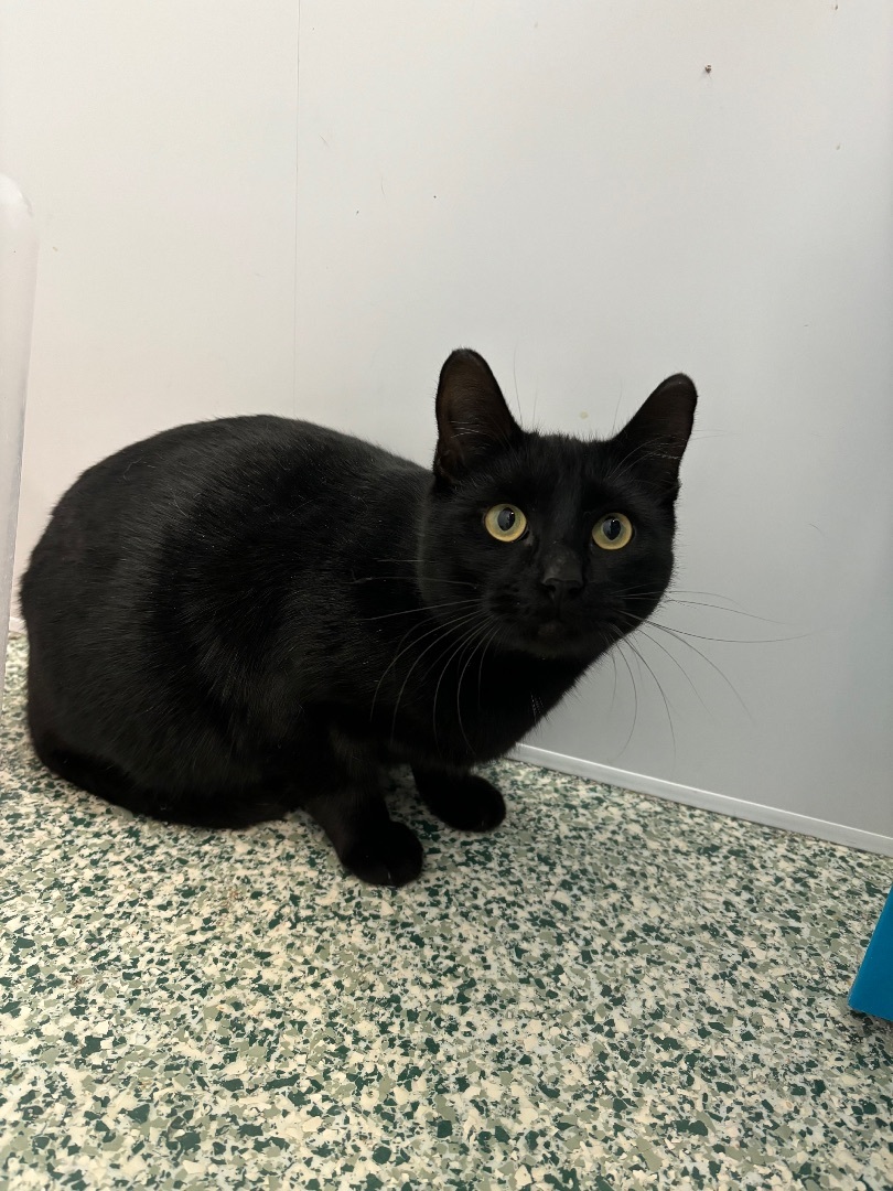 Ezra, a Adoptable Domestic Short Hair in Richland Center, WI image 2/2