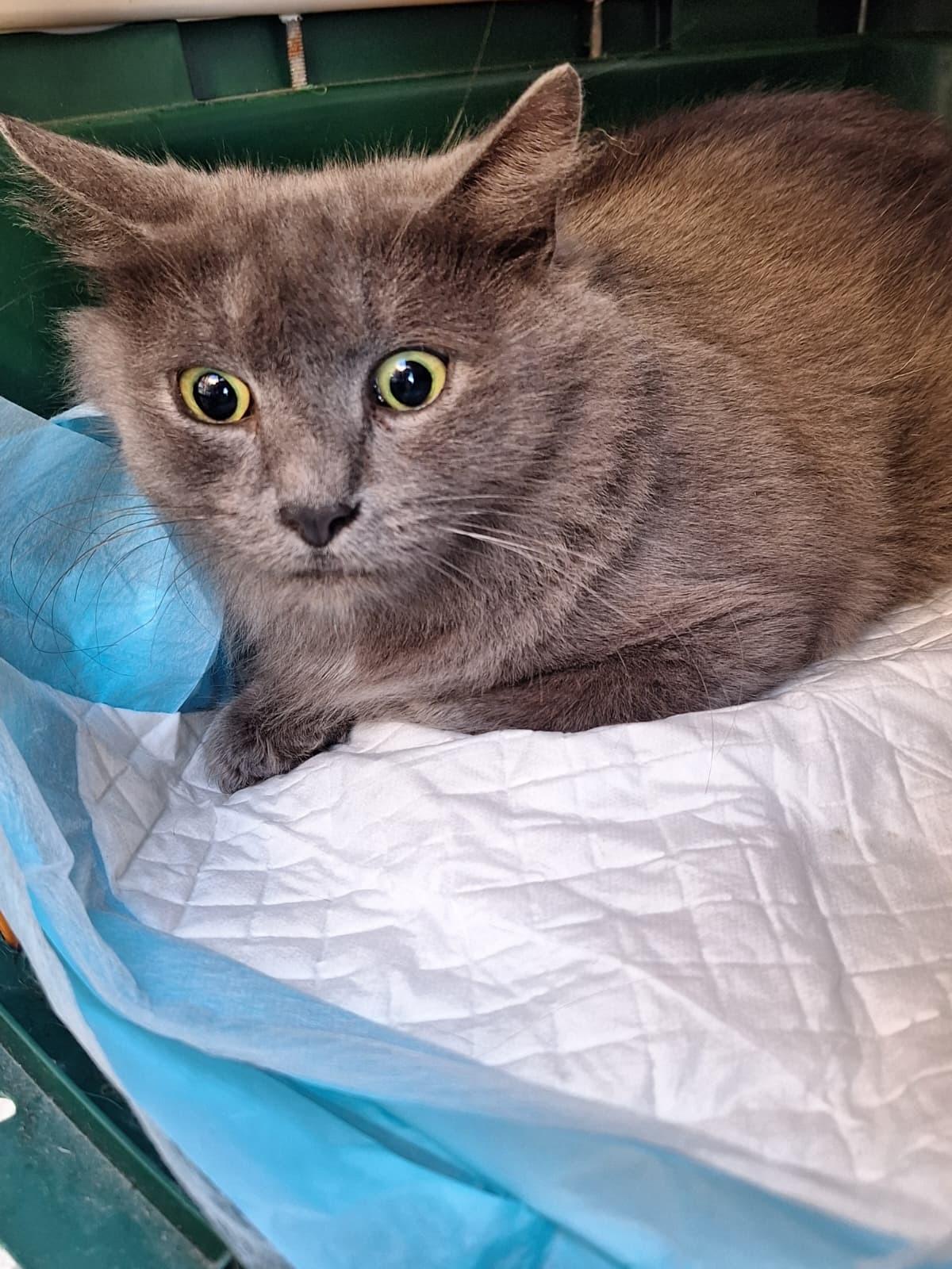 Rosalinda-Gentle Gray Girl