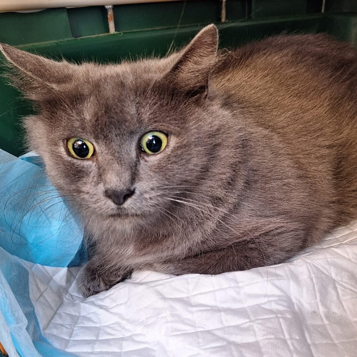 Rosalinda-Gentle Gray Girl