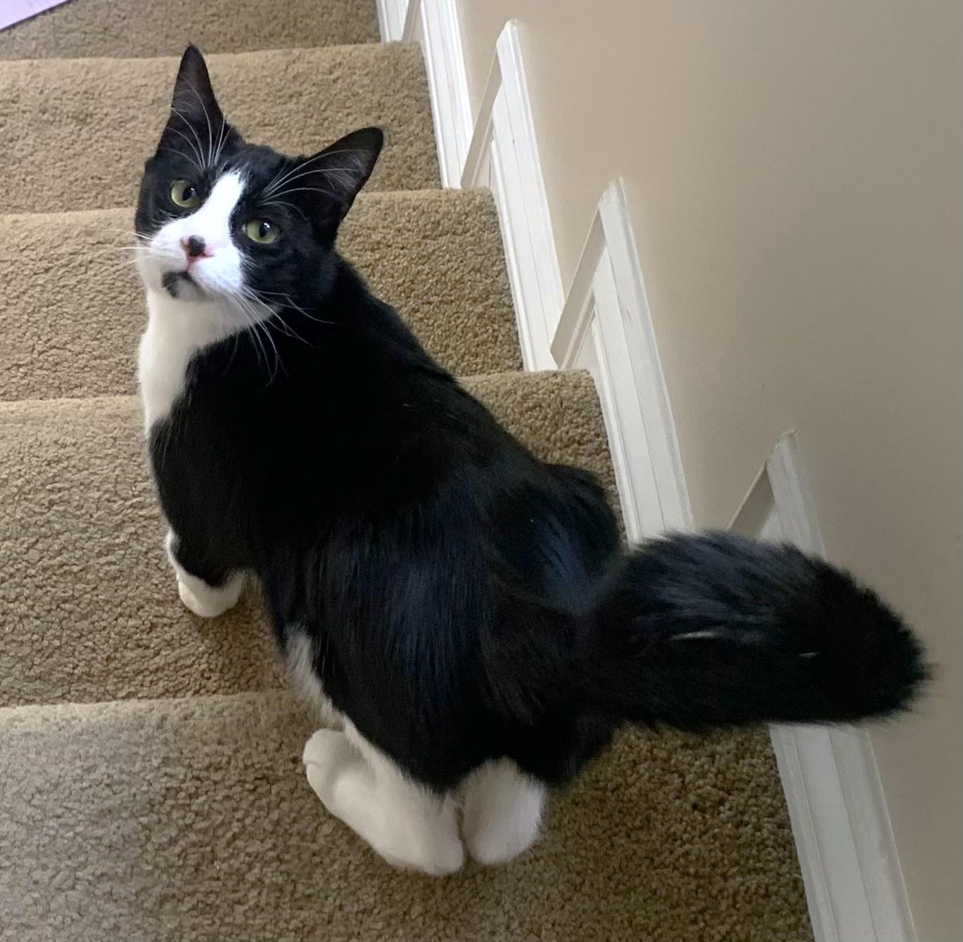 Tweety, Young Female Domestic Short Hair