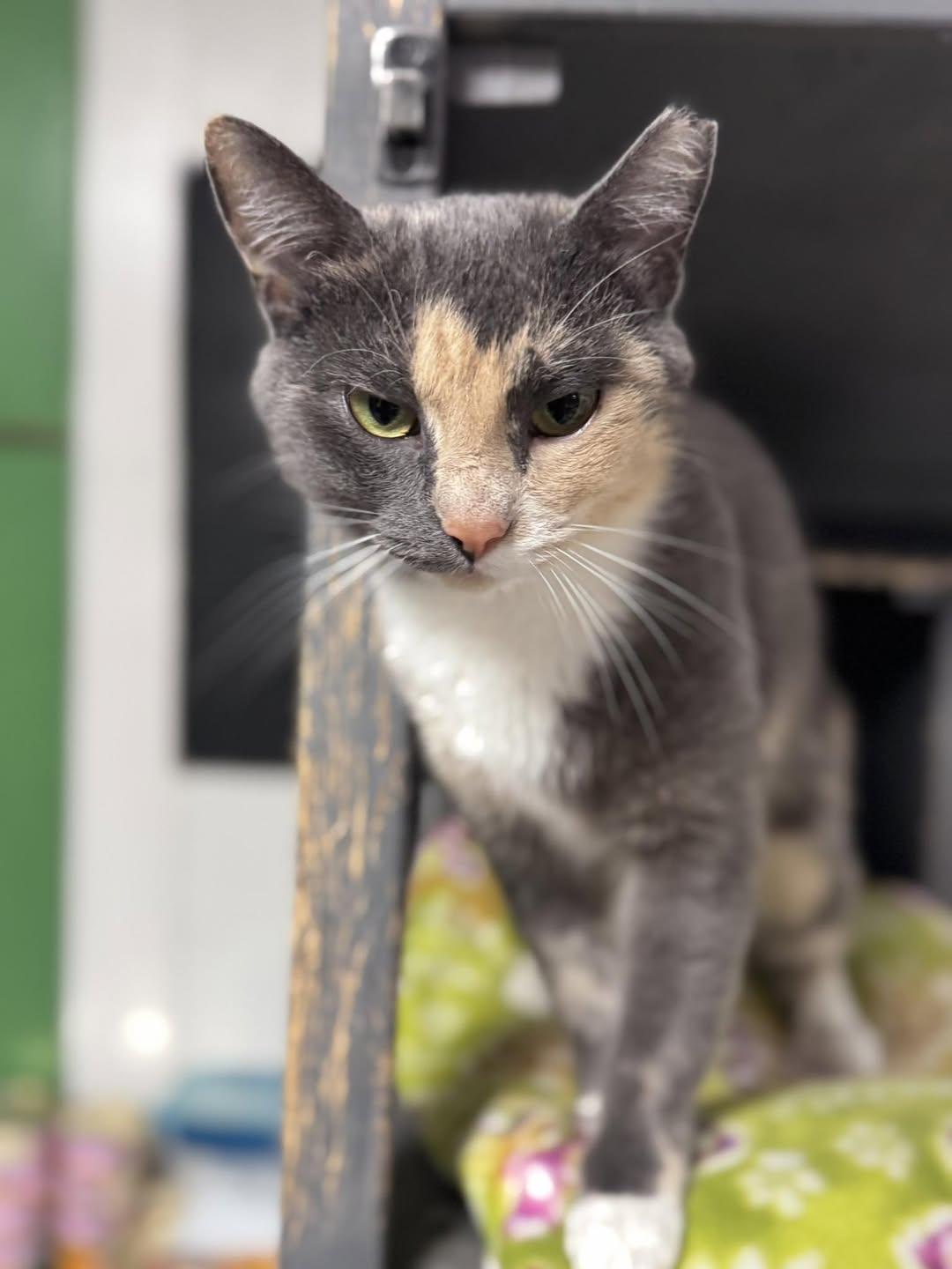 Enlarge Mabel, a Adoptable American Shorthair in Erie, PA image 3/3