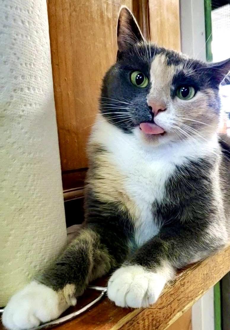 Mabel, Adoptable, Adult Female American Shorthair.