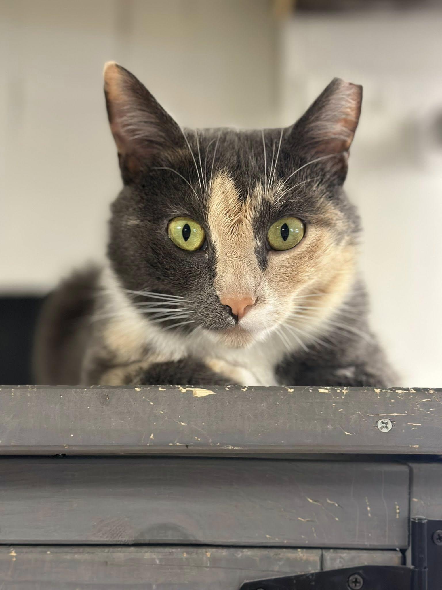 Enlarge Mabel, a Adoptable American Shorthair in Erie, PA image 2/3