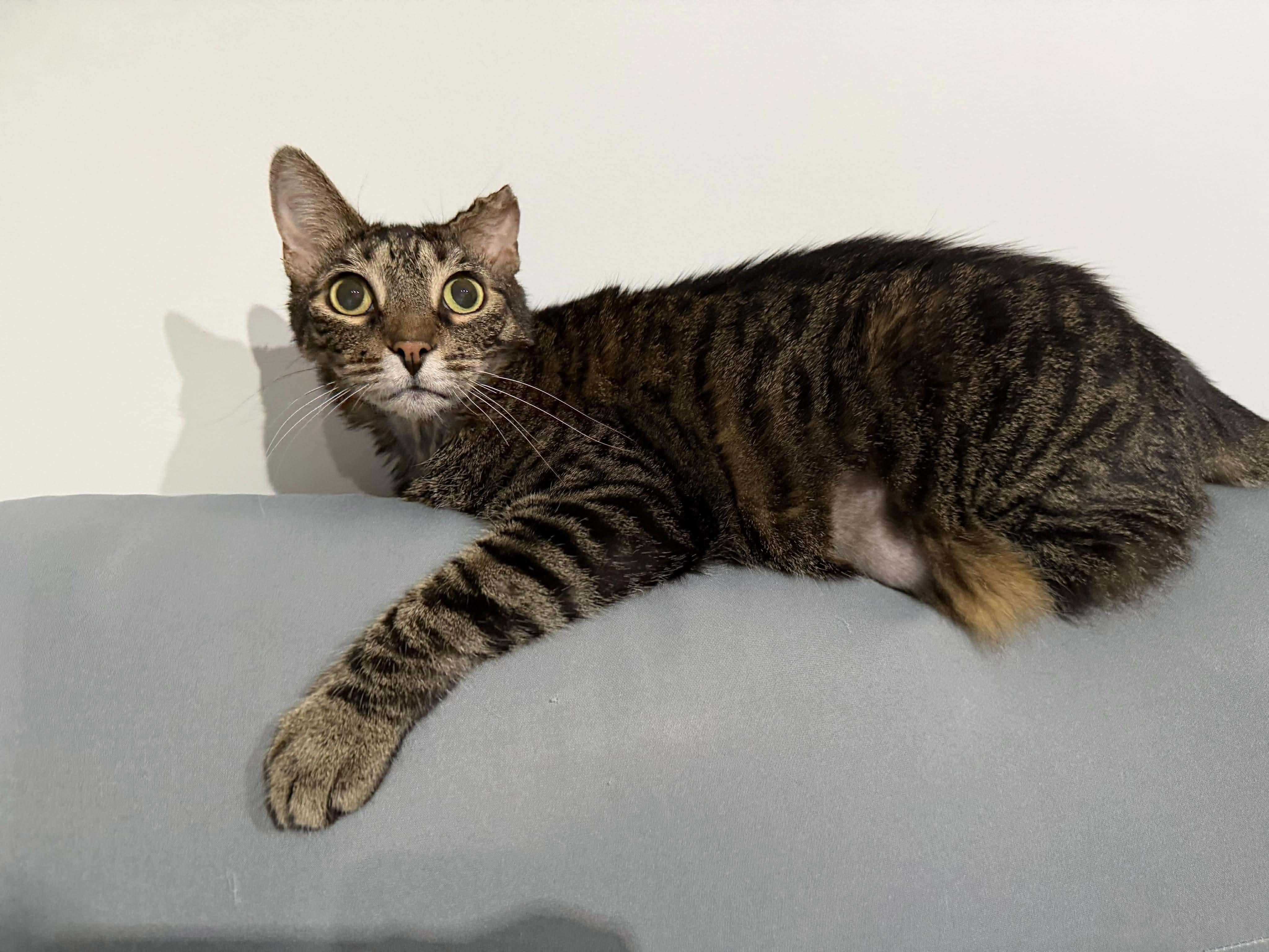 Enlarge Reba - sweet lap cat, a Adoptable Domestic Short Hair in Brooklyn, NY image 6/6