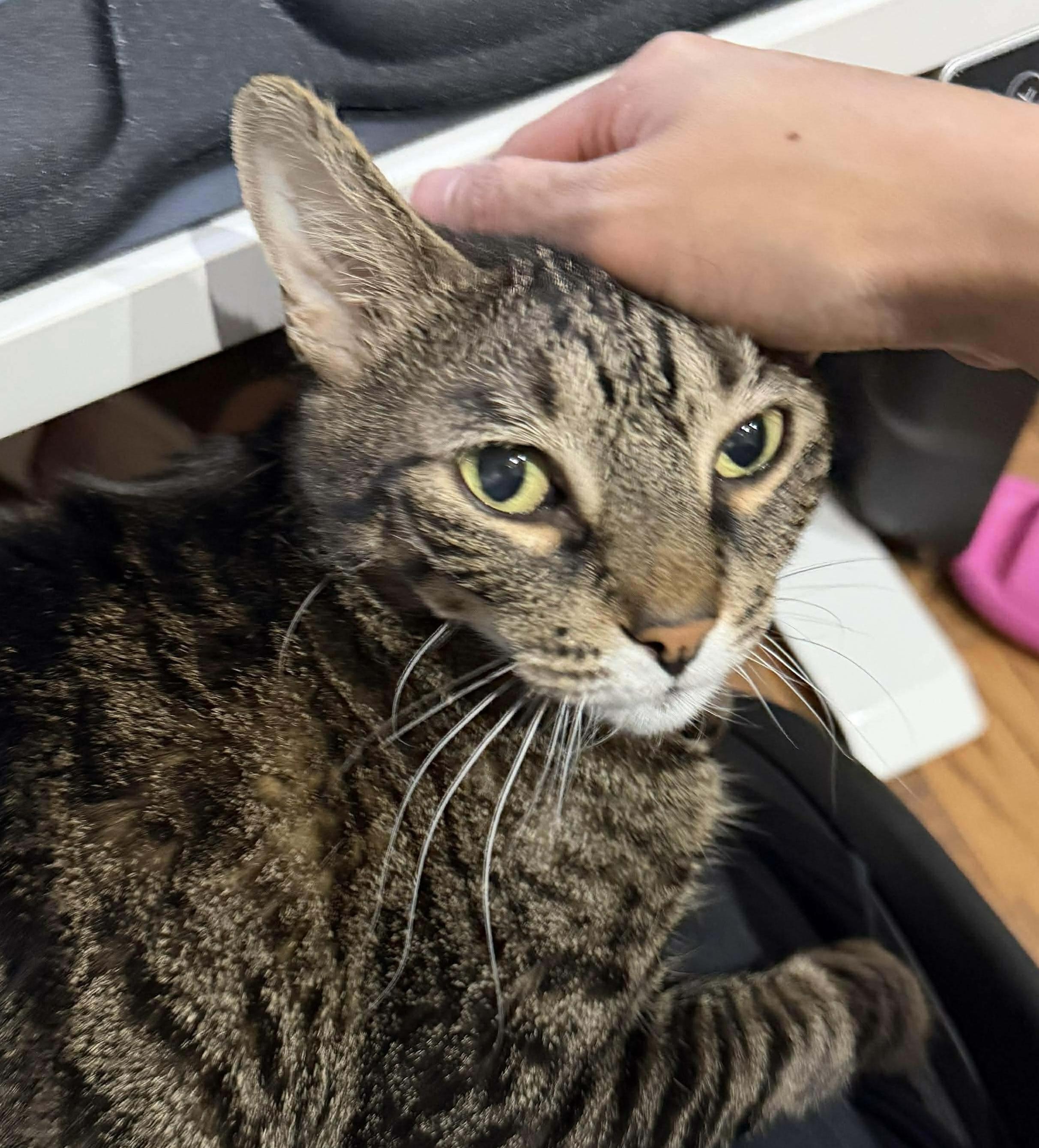 Enlarge Reba - sweet lap cat, a Adoptable Domestic Short Hair in Brooklyn, NY image 4/6