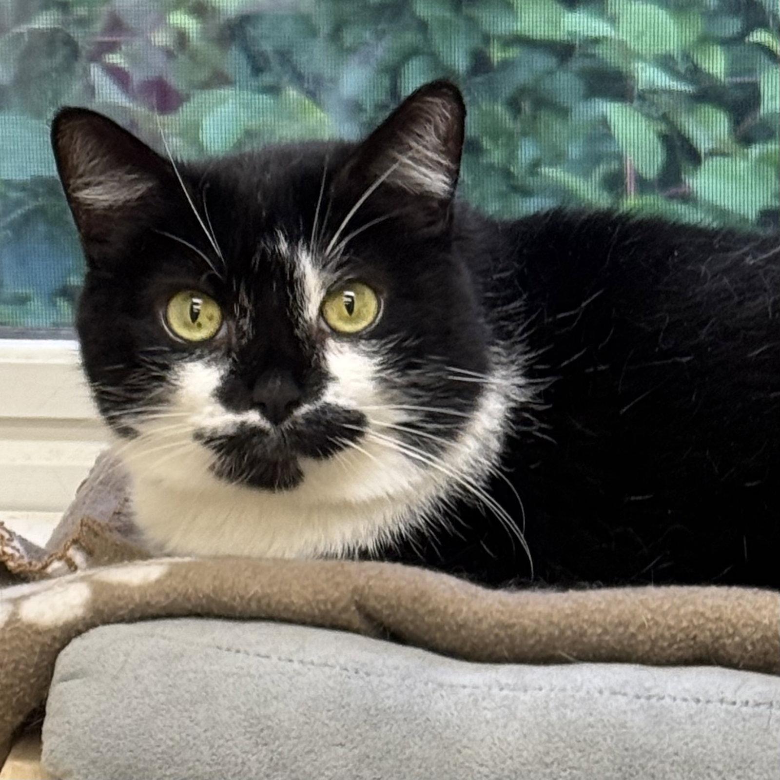 Roni, Adoptable, Adult Female Domestic Short Hair & Tuxedo.