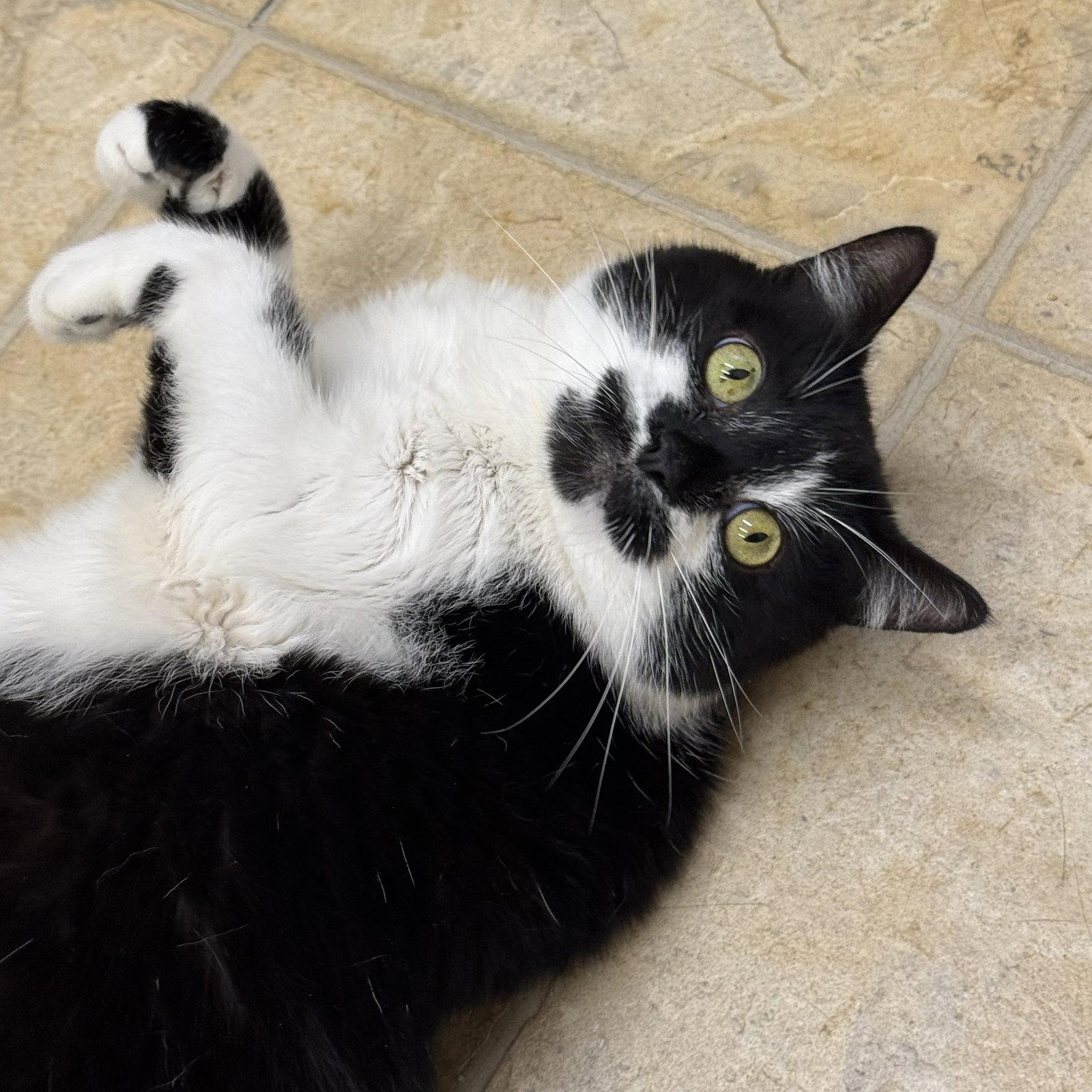 Roni, a Adoptable mixed breed in Winchendon, MA image 2/3