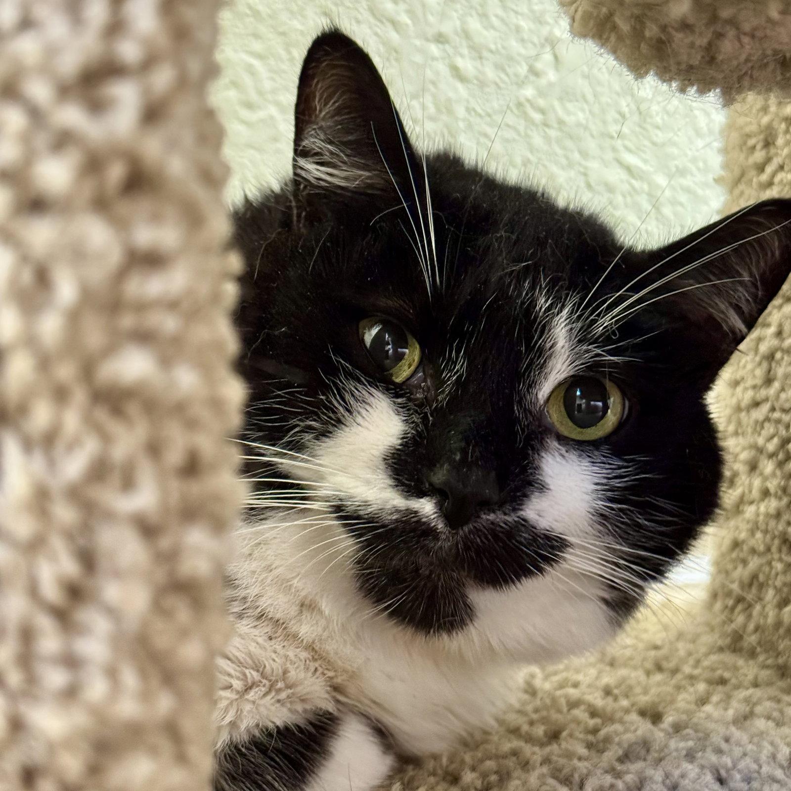 Roni, Adoptable, Adult Female Domestic Short Hair & Tuxedo.