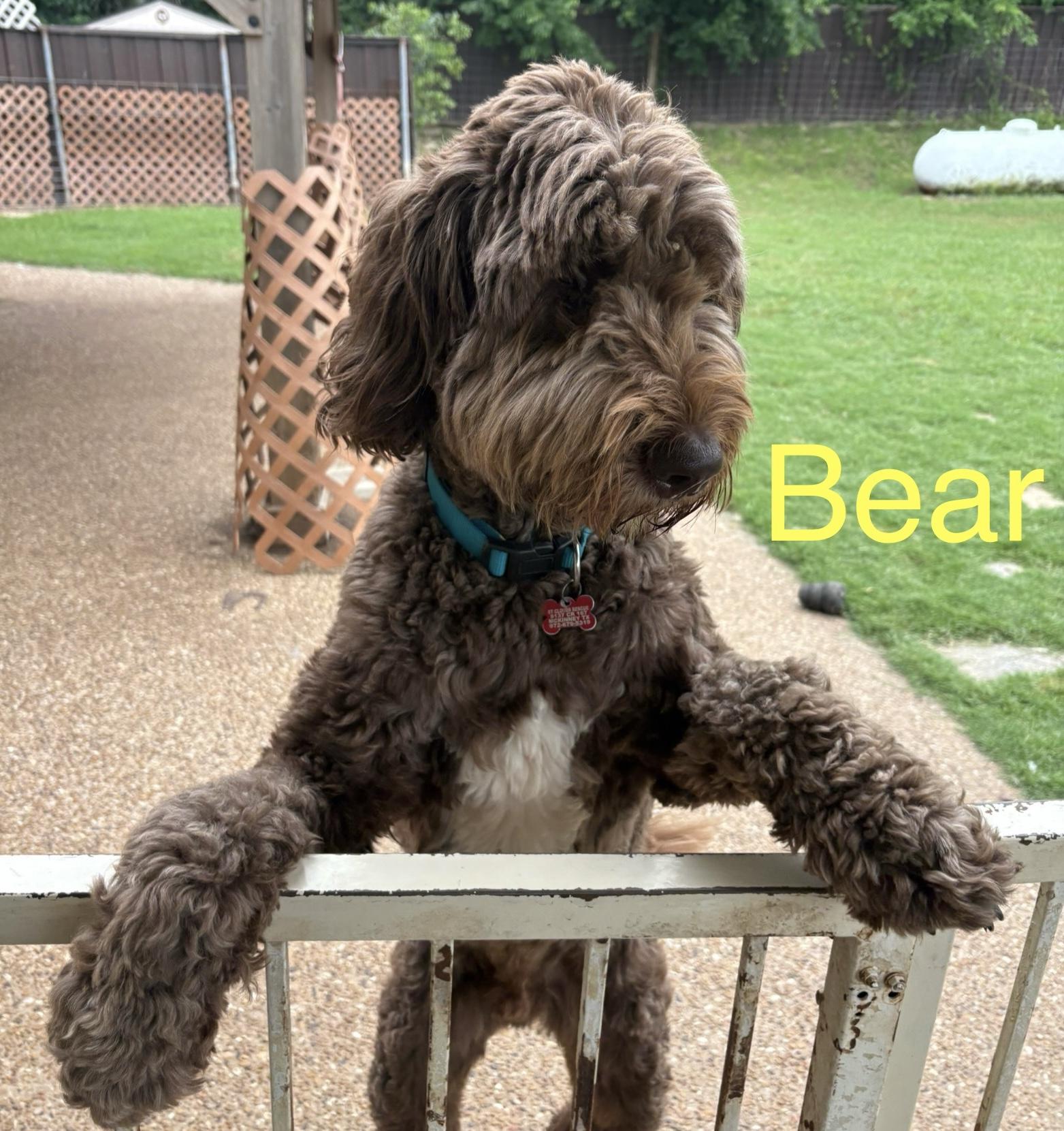 Bear, a ADOPTABLE mixed breed in McKinney, TX image 1/4