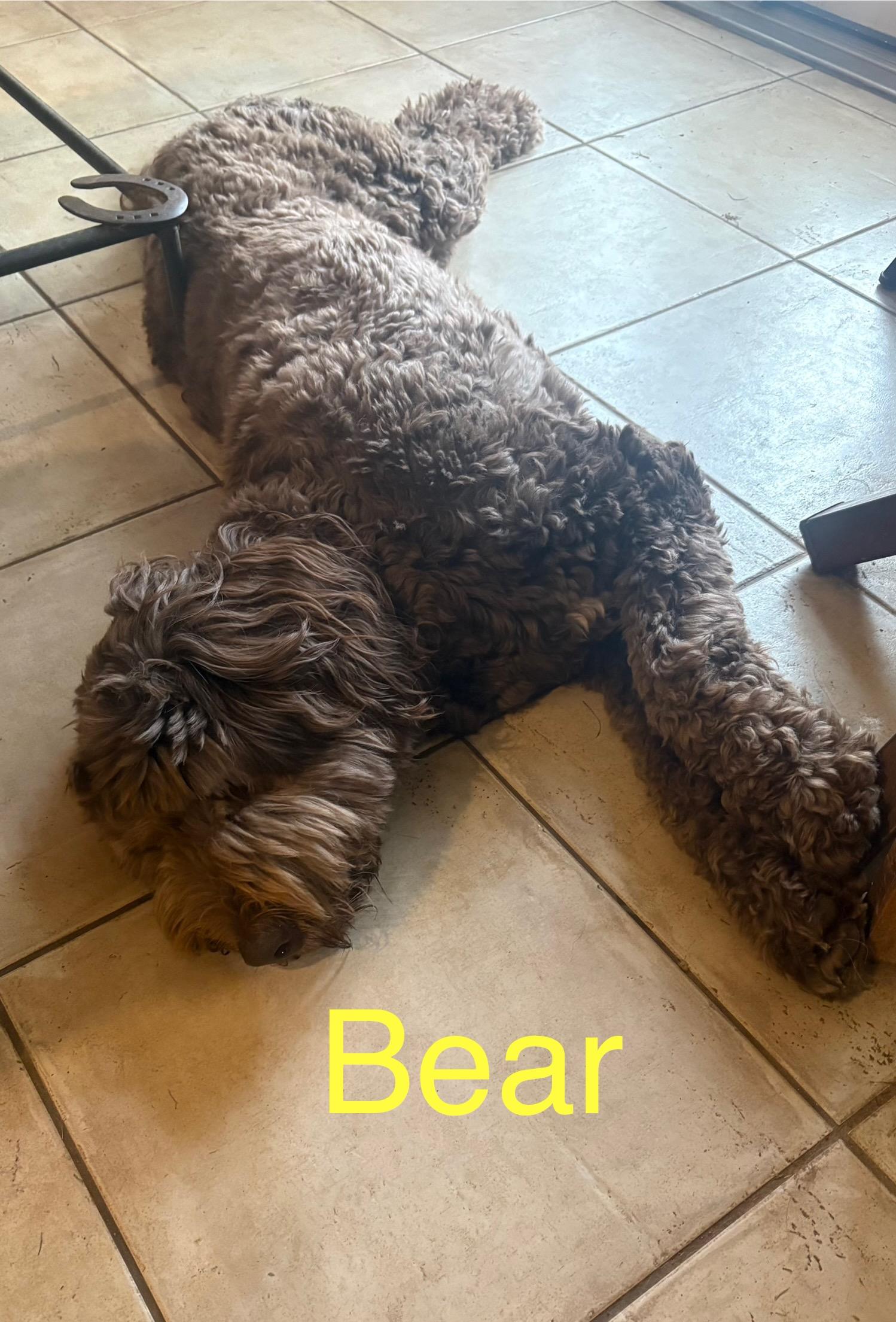Bear, a ADOPTABLE mixed breed in McKinney, TX image 4/4