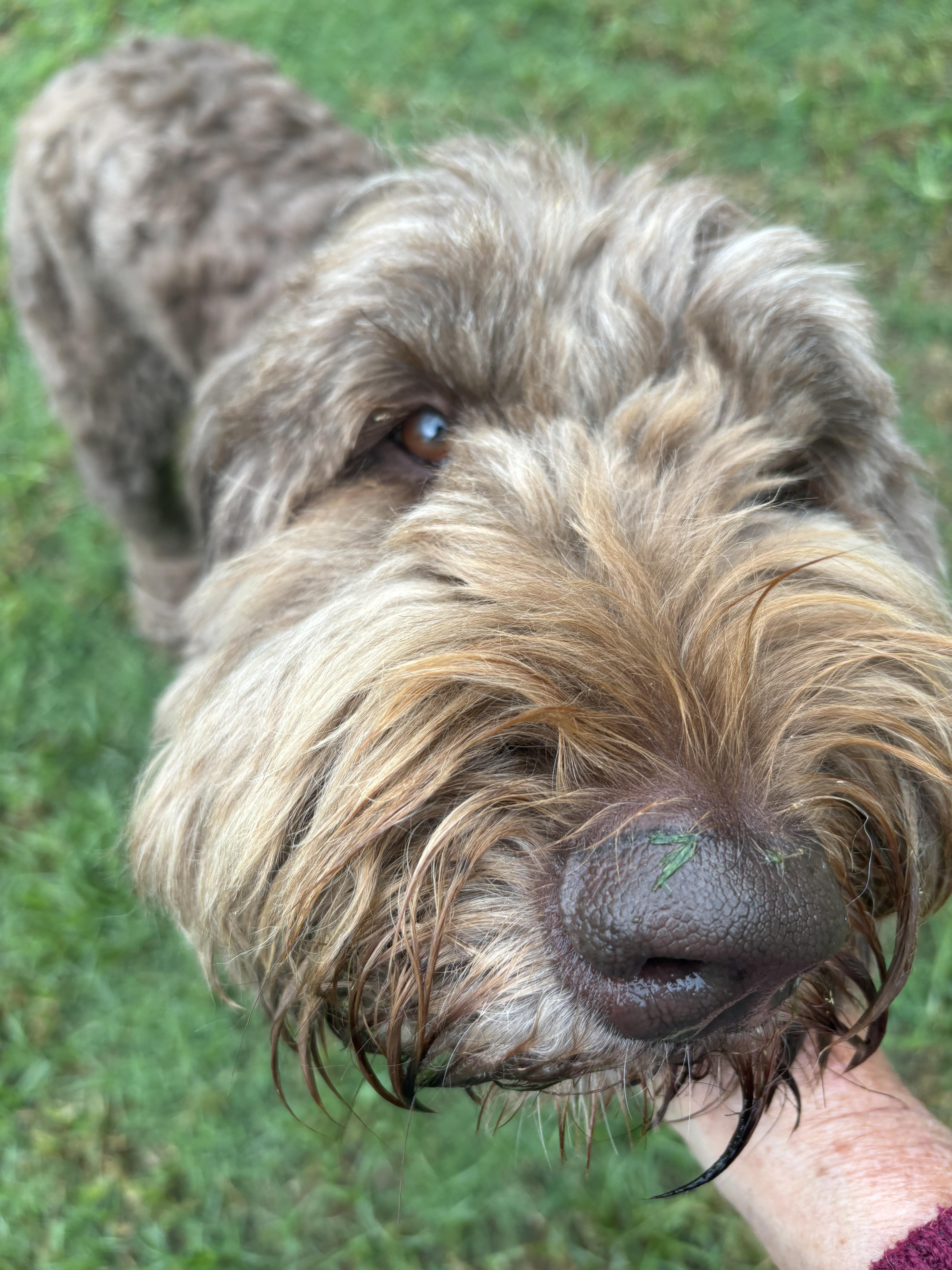 Bear, a ADOPTABLE mixed breed in McKinney, TX image 2/4