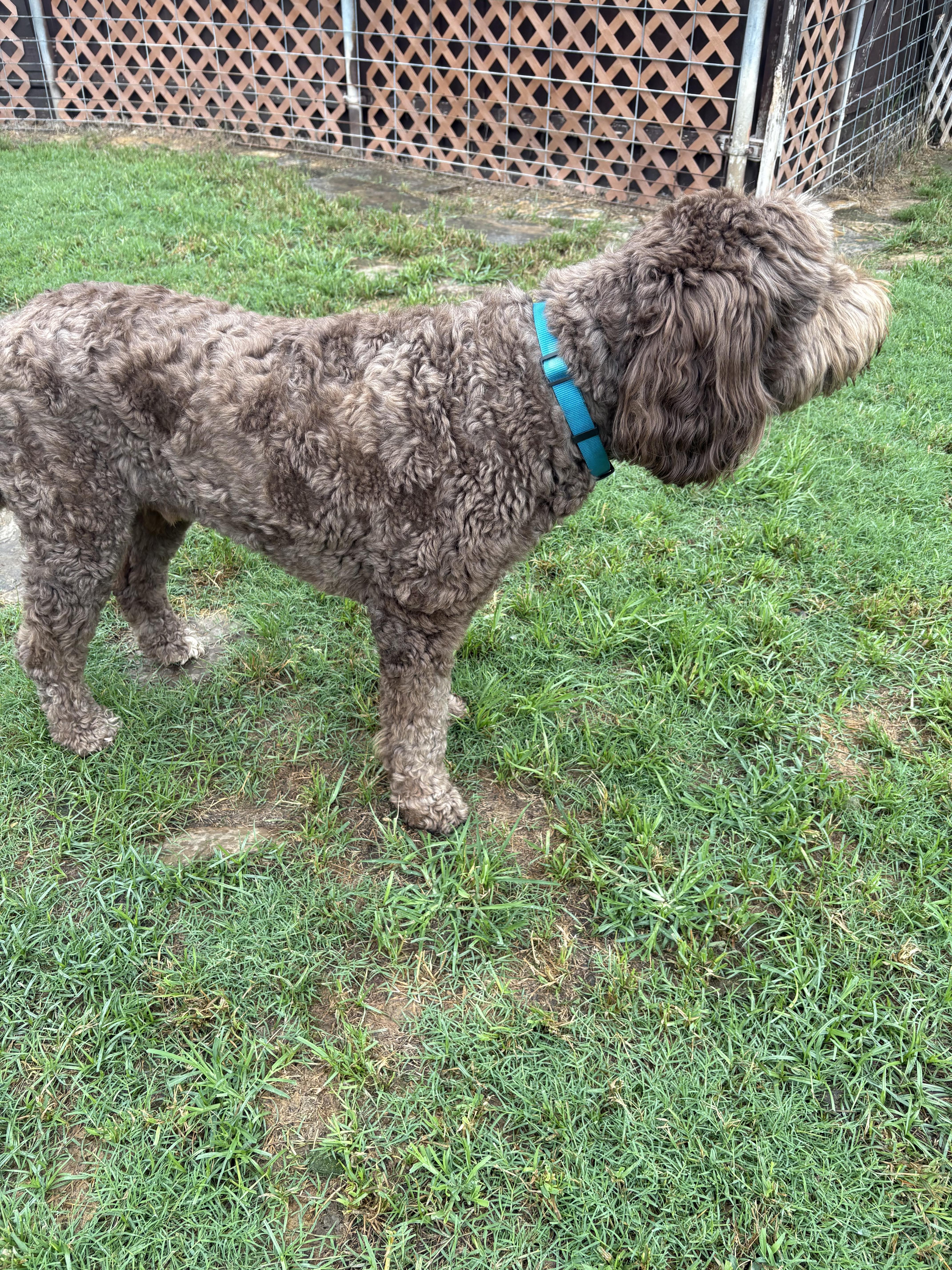 Bear, a ADOPTABLE mixed breed in McKinney, TX image 3/4