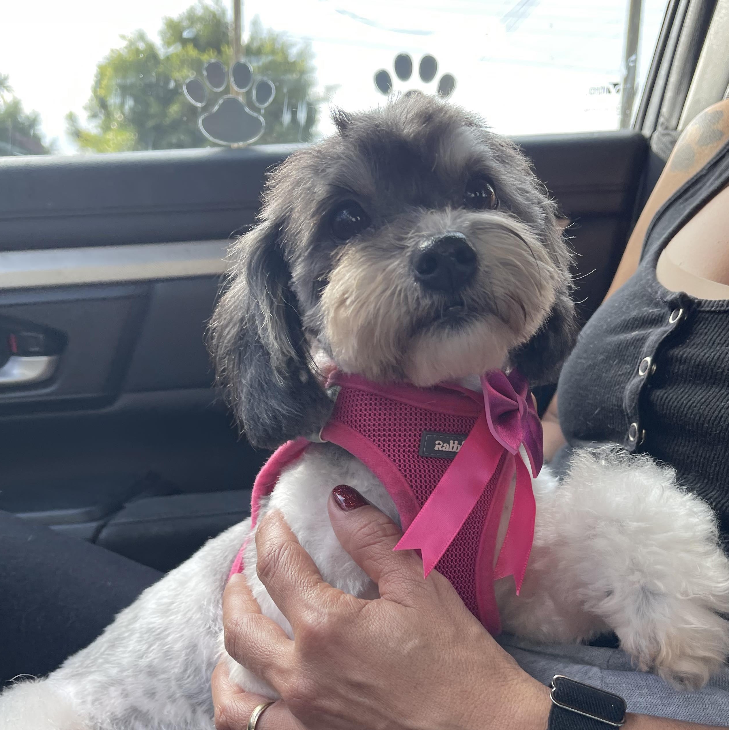 VENICE 3 yrs 11 lbs, ADOPTABLE, Adult Female Lhasa Apso & Havanese.