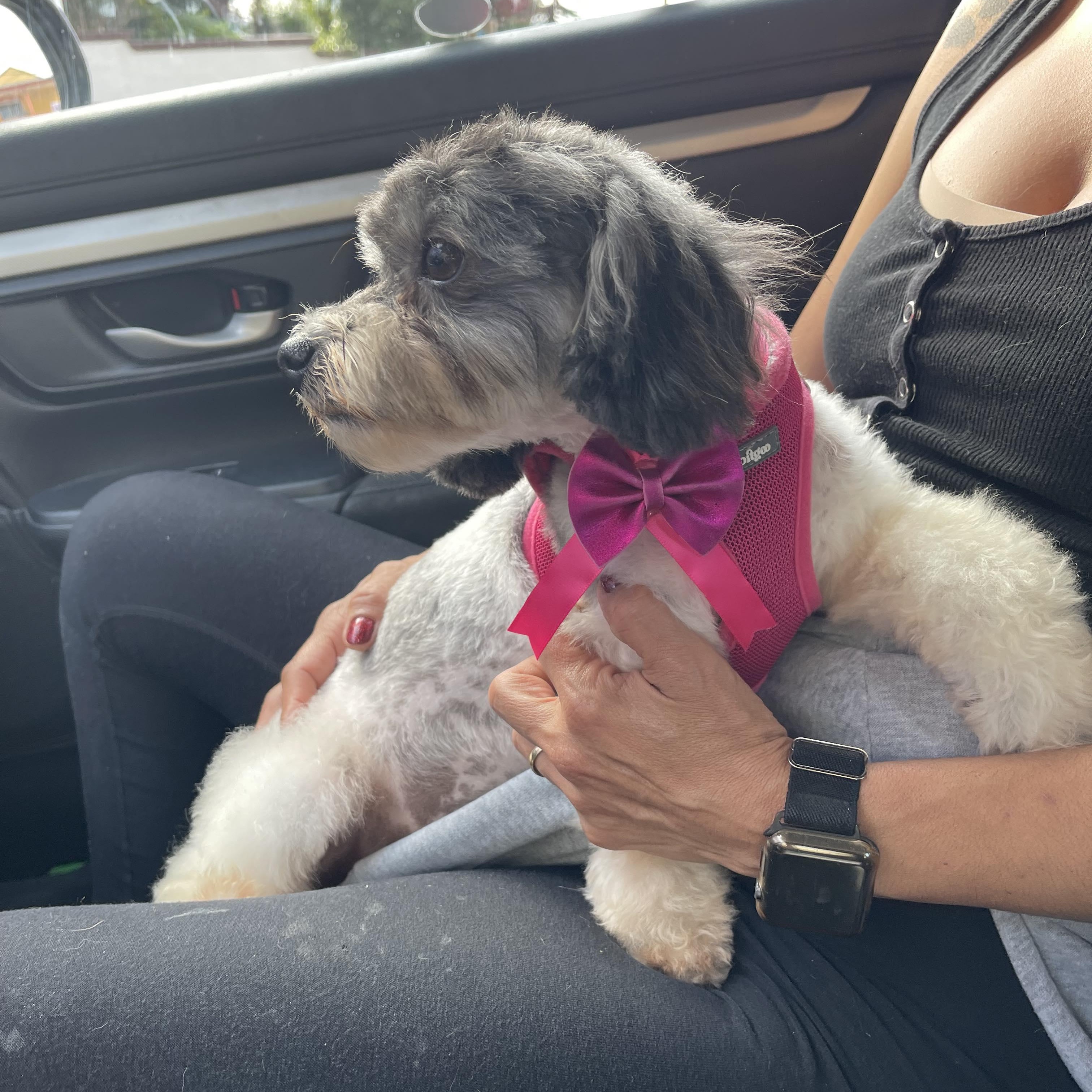 VENICE 3 yrs 11 lbs, a ADOPTABLE mixed breed in san diego, CA image 2/3