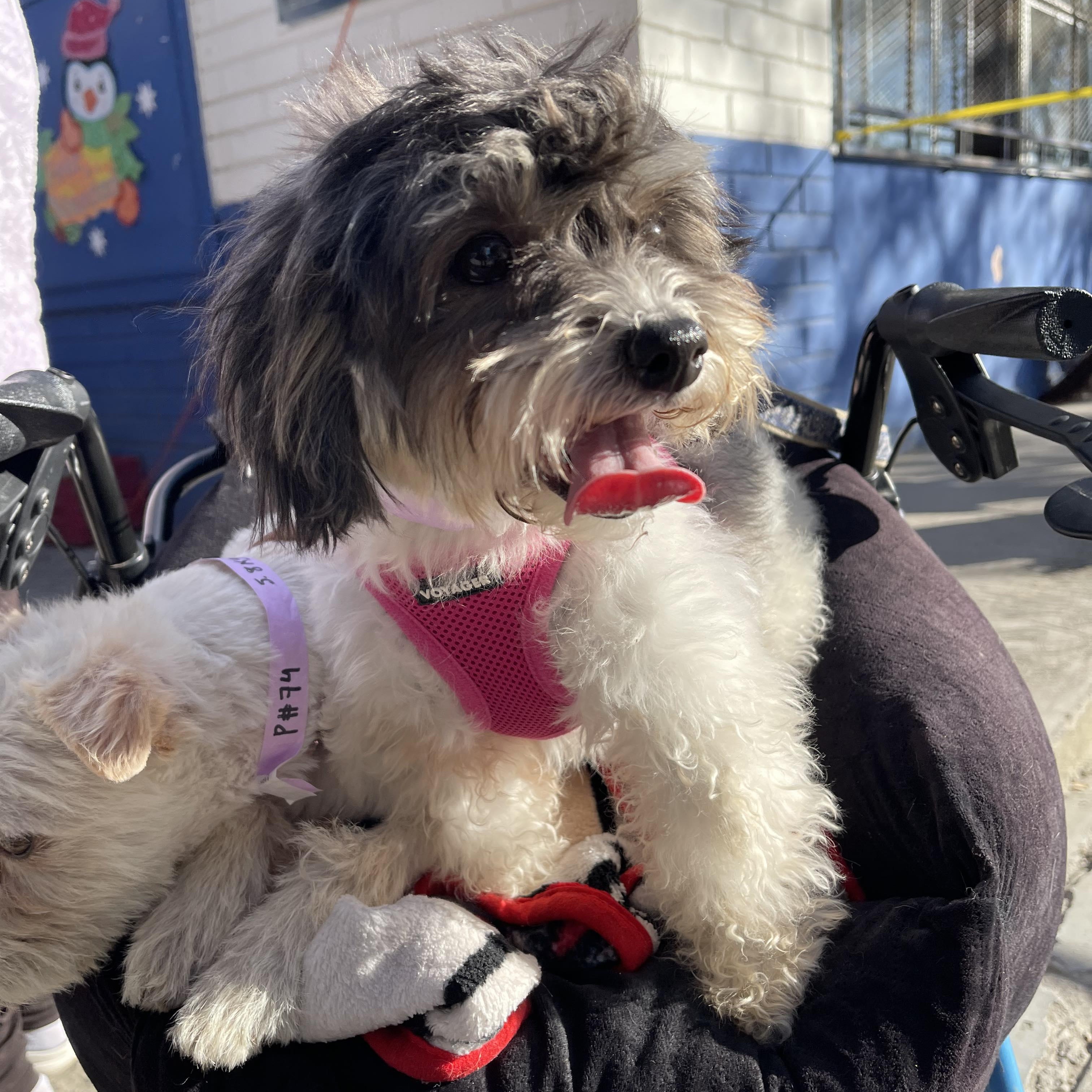 VENICE 3 yrs 11 lbs, a ADOPTABLE mixed breed in san diego, CA image 3/3