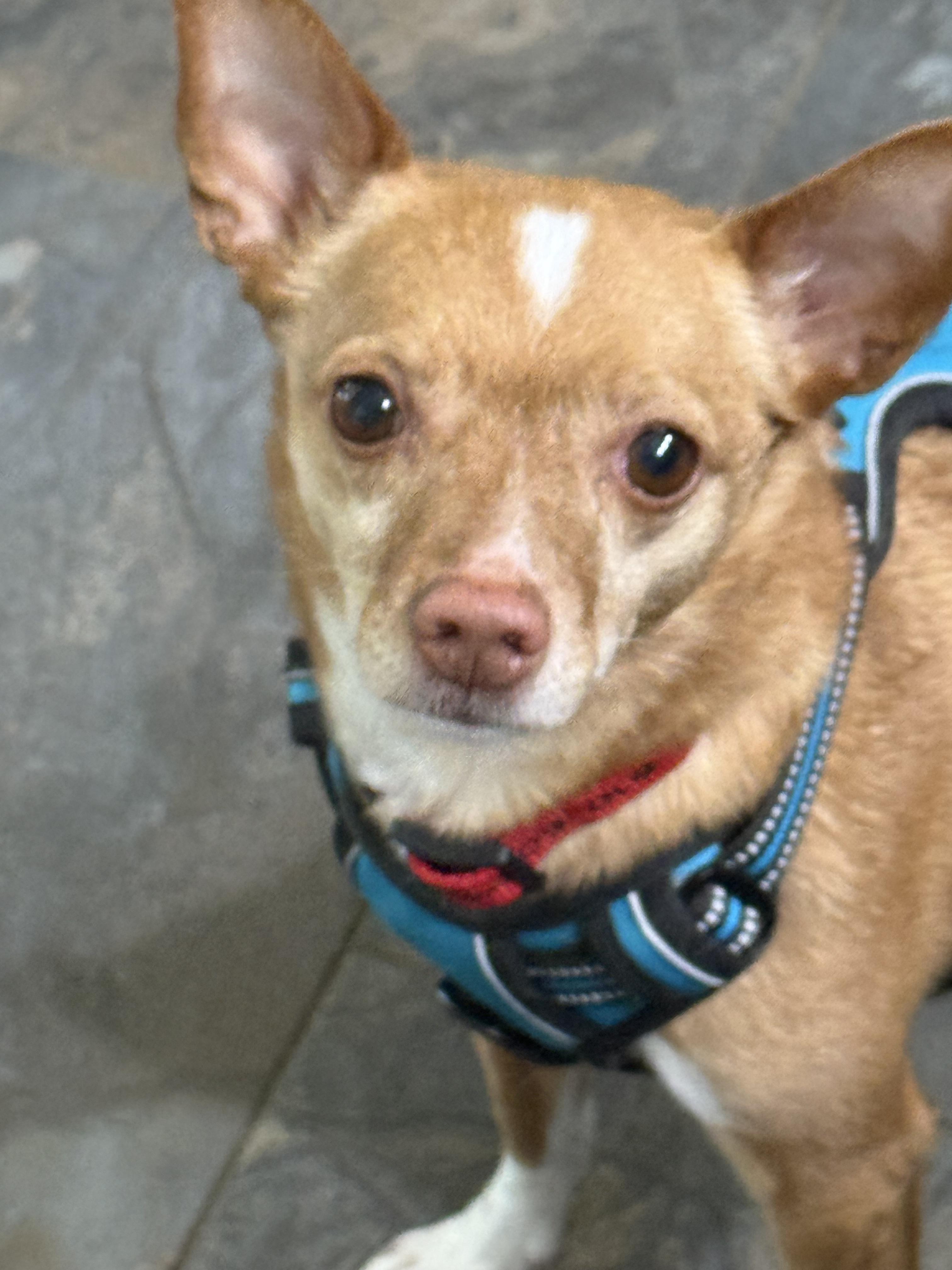 Yoda, a ADOPTABLE Chihuahua in Wilmington, DE image 2/3