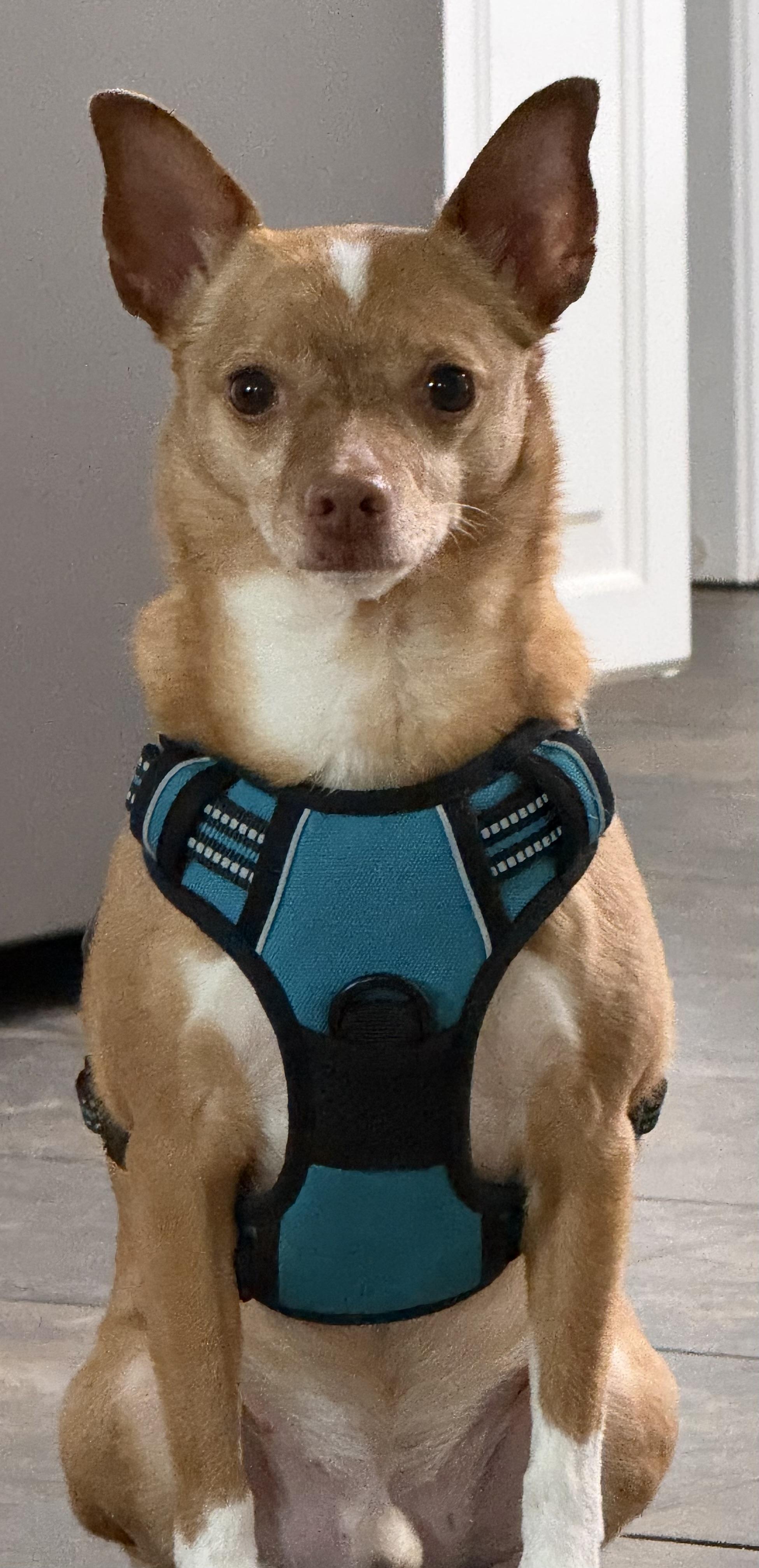 Yoda, a ADOPTABLE Chihuahua in Wilmington, DE image 1/3