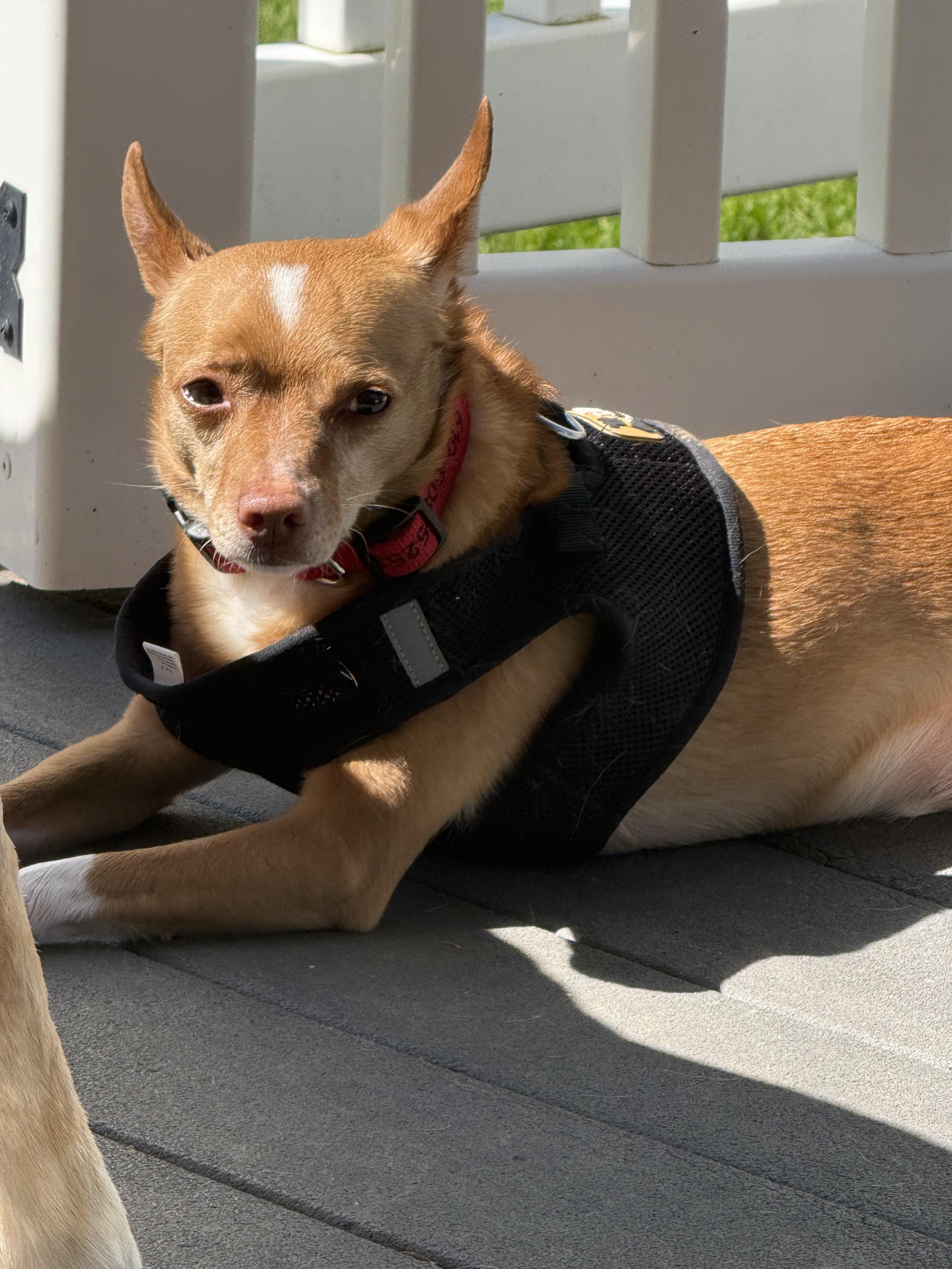 Yoda, a ADOPTABLE Chihuahua in Wilmington, DE image 3/3