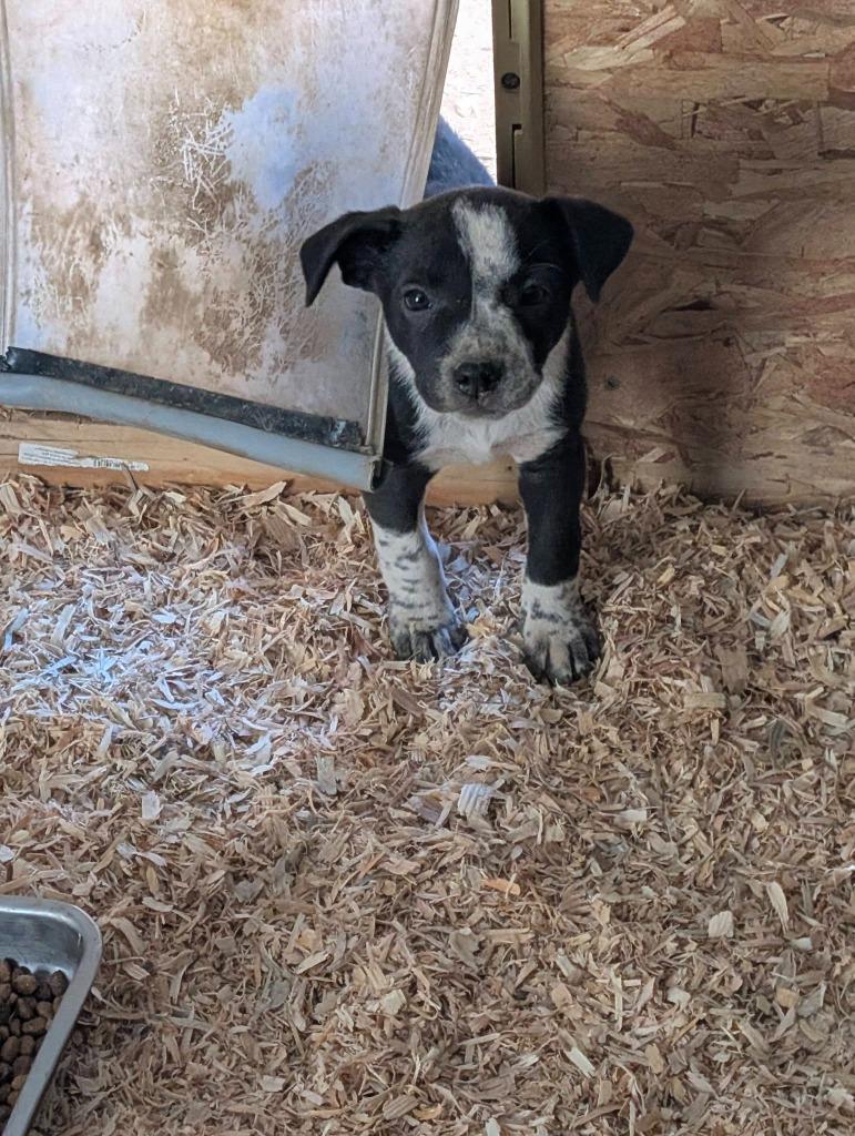 Enlarge Tiny, a Adoptable mixed breed in Mesa, AZ image 1/1