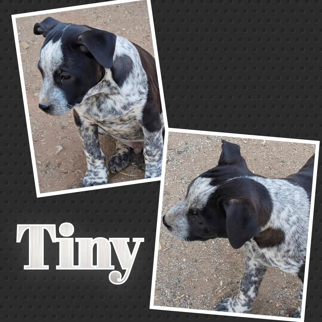 Enlarge Tiny, a Adoptable mixed breed in Mesa, AZ image 2/2