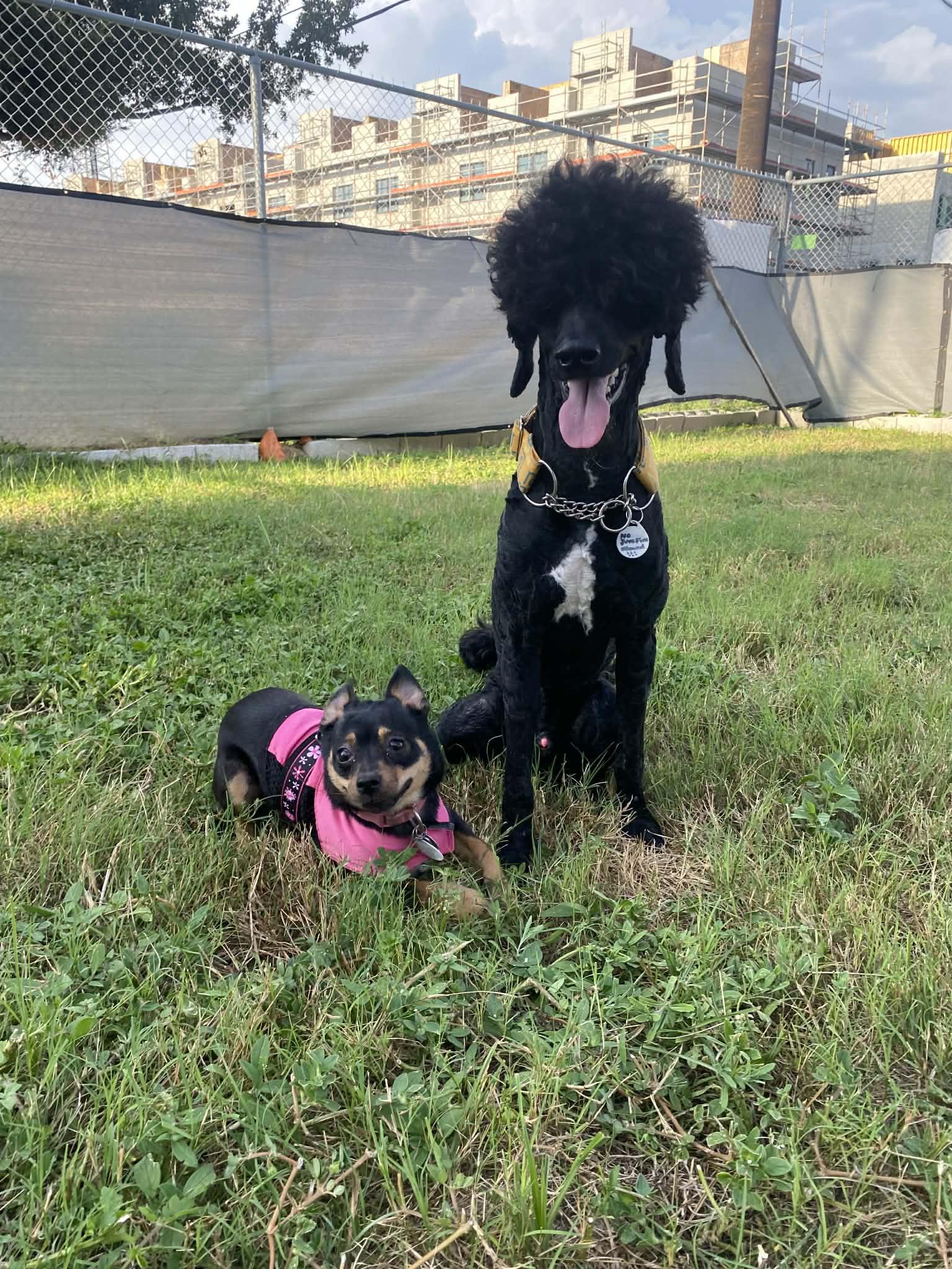 Enlarge Priscilla, a Adoptable Miniature Pinscher in Pinellas Park, FL image 2/2