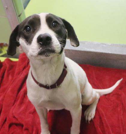 Faith, Adoptable, Young Female Pit Bull Terrier & Mixed Breed.